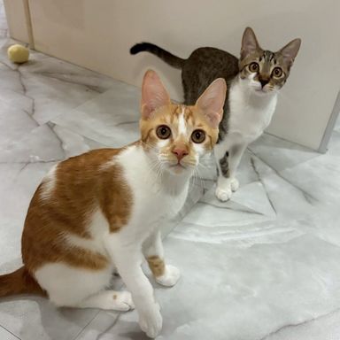  ジョジョ＆チョロ