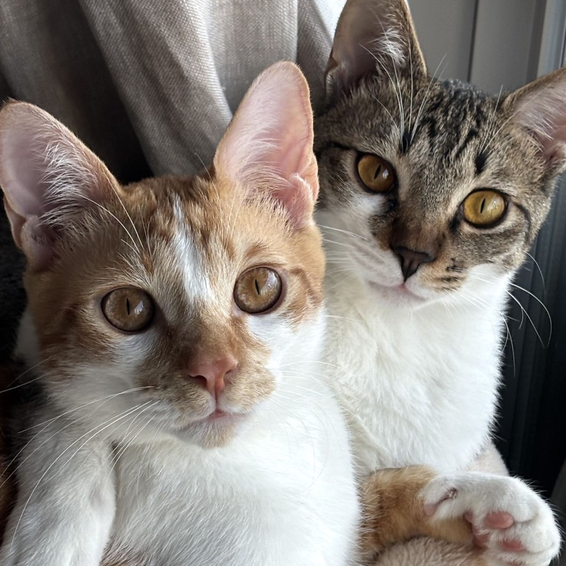 雑種（ミックス猫）・オスの里親募集の写真