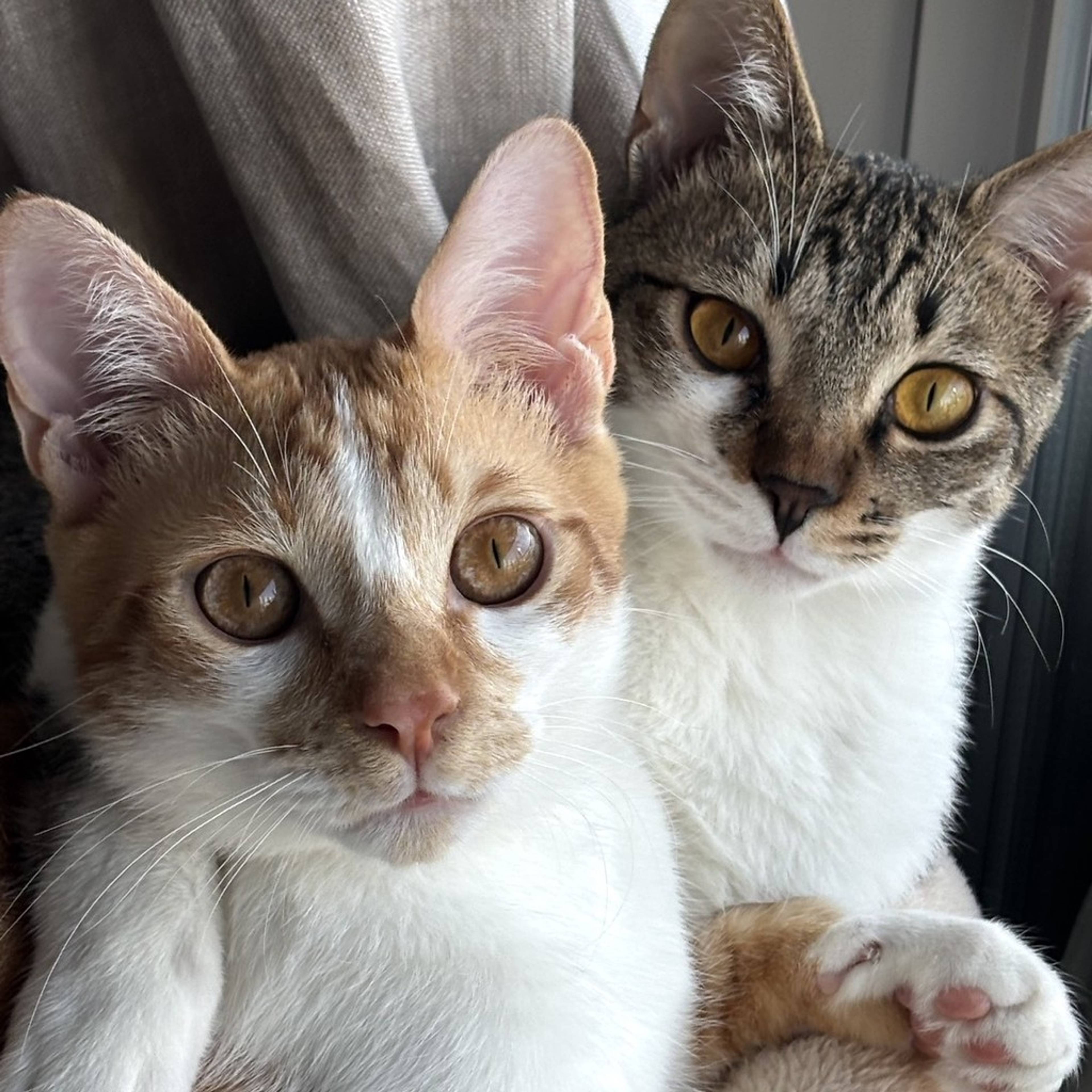 雑種（ミックス猫）・オスの里親募集の写真