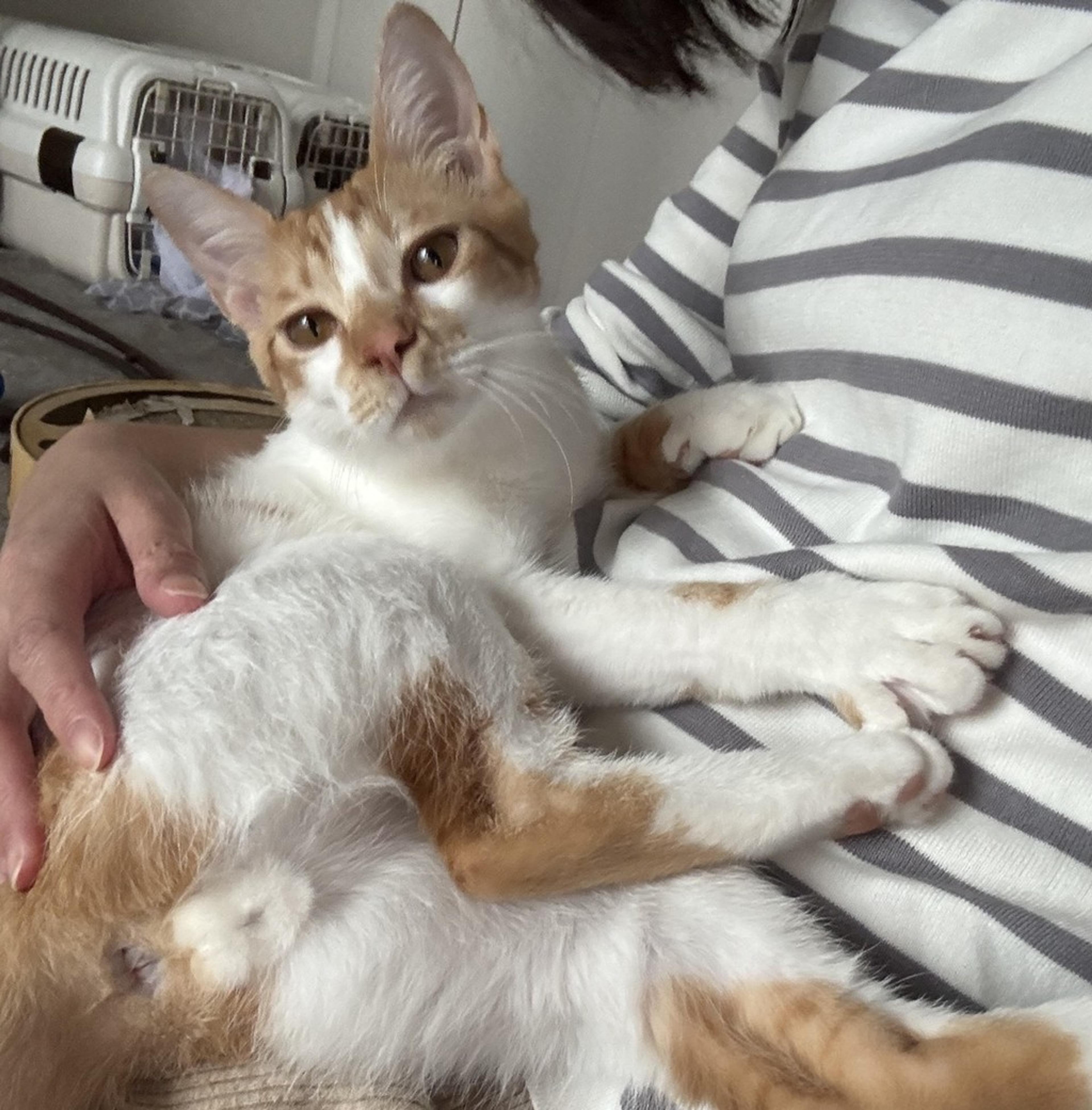 pet-image-2