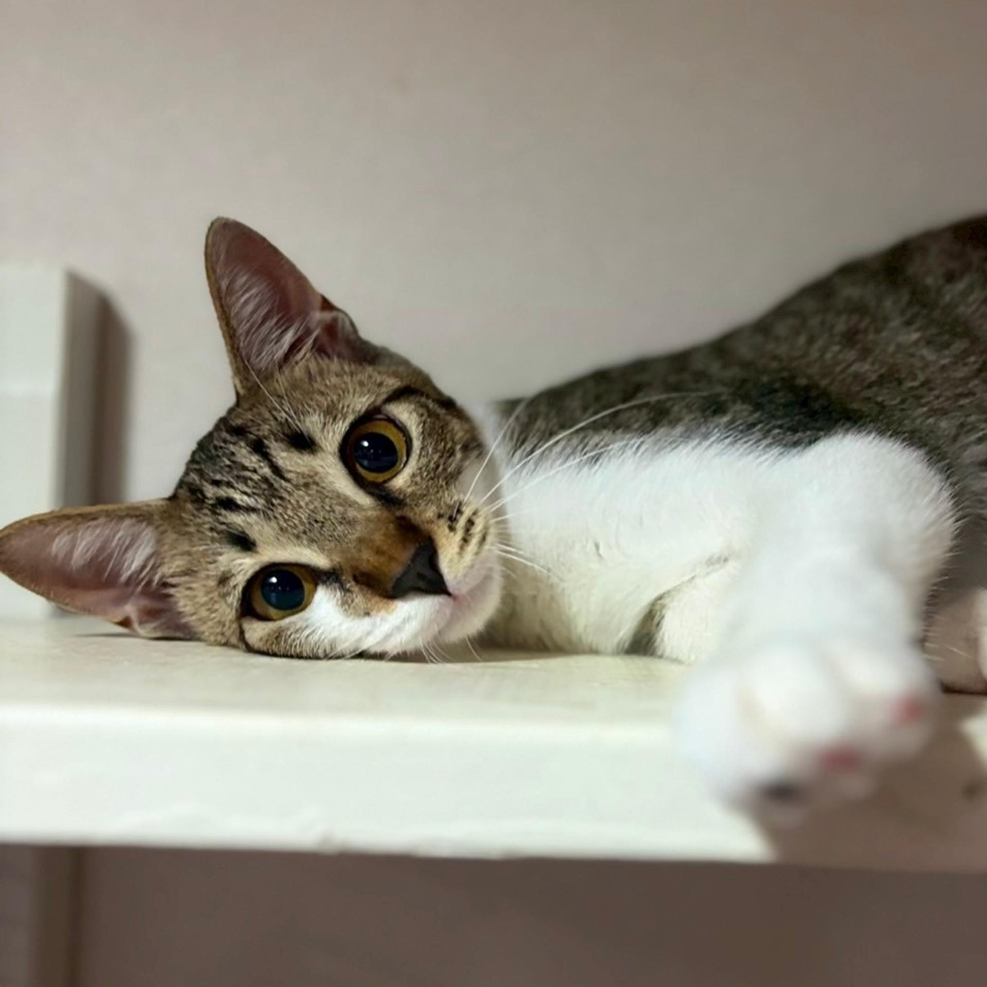 pet-image-4