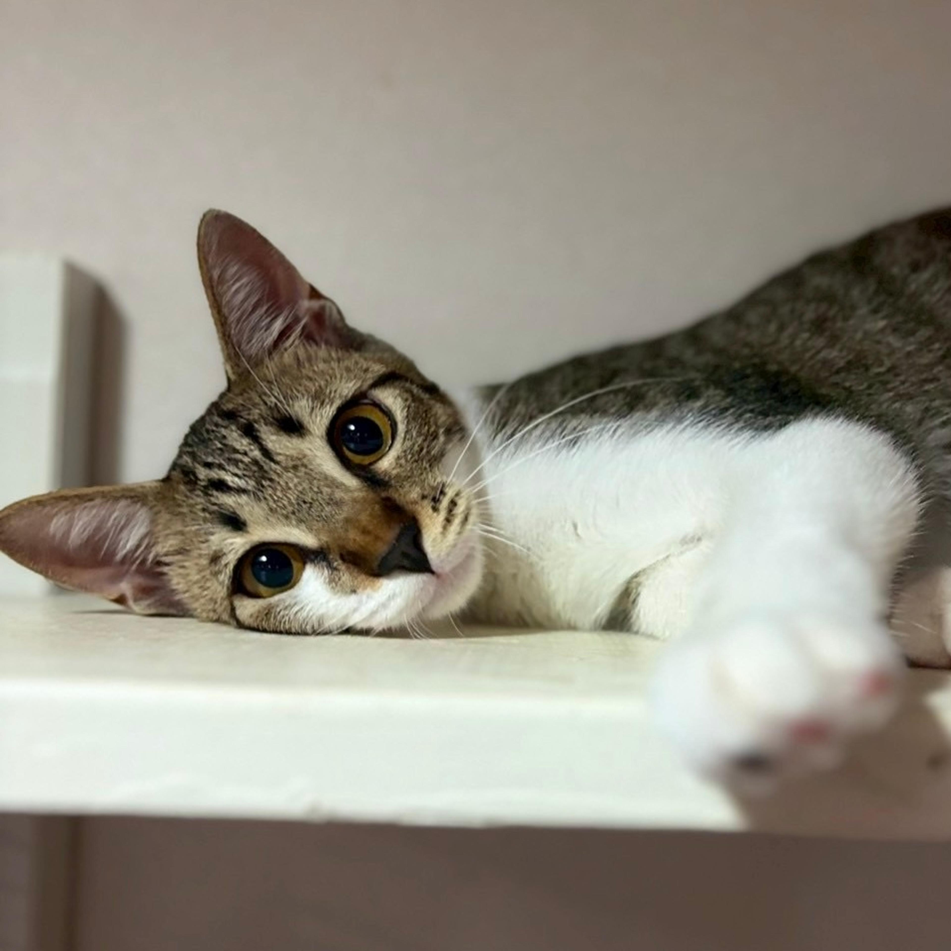 pet-image-4