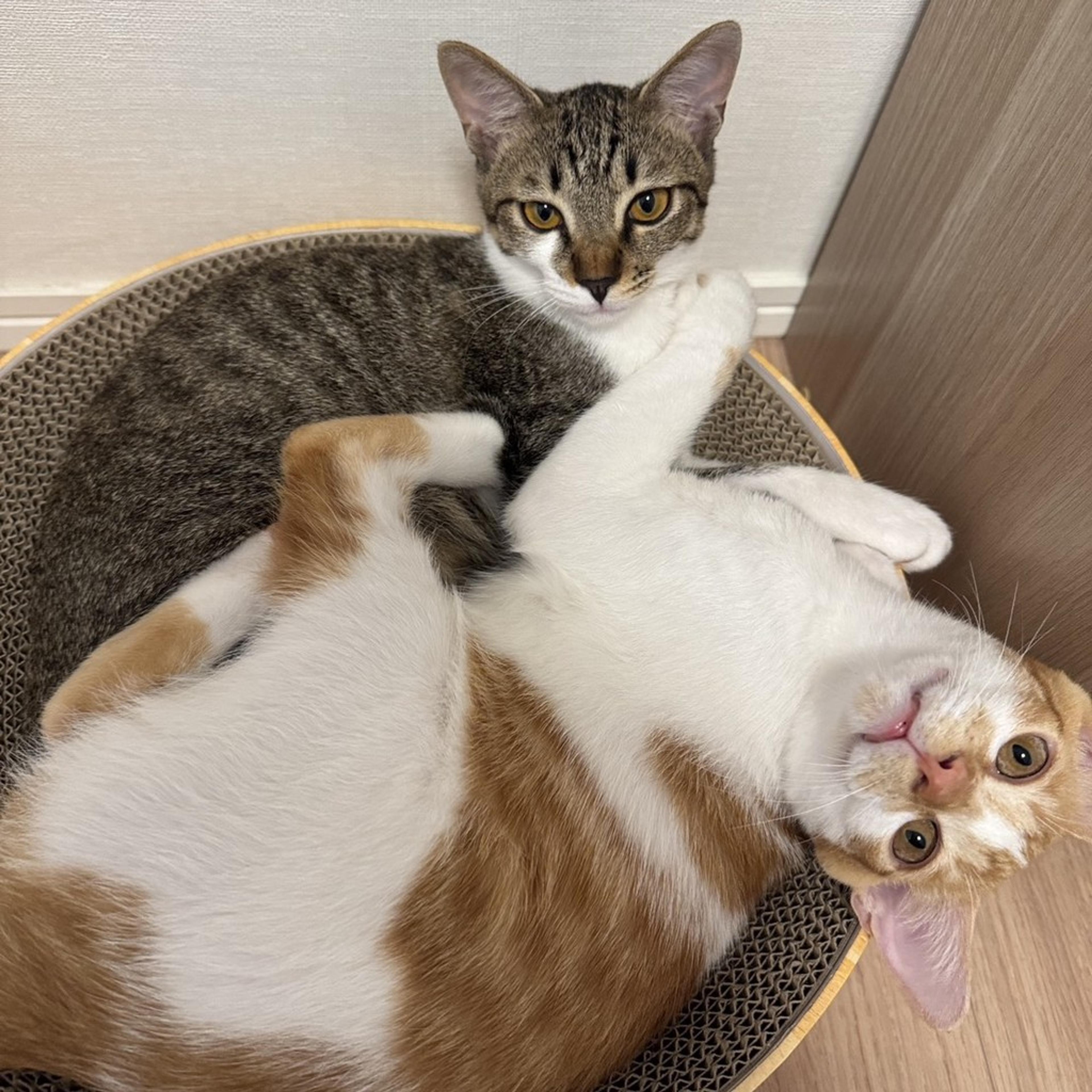 pet-image-5