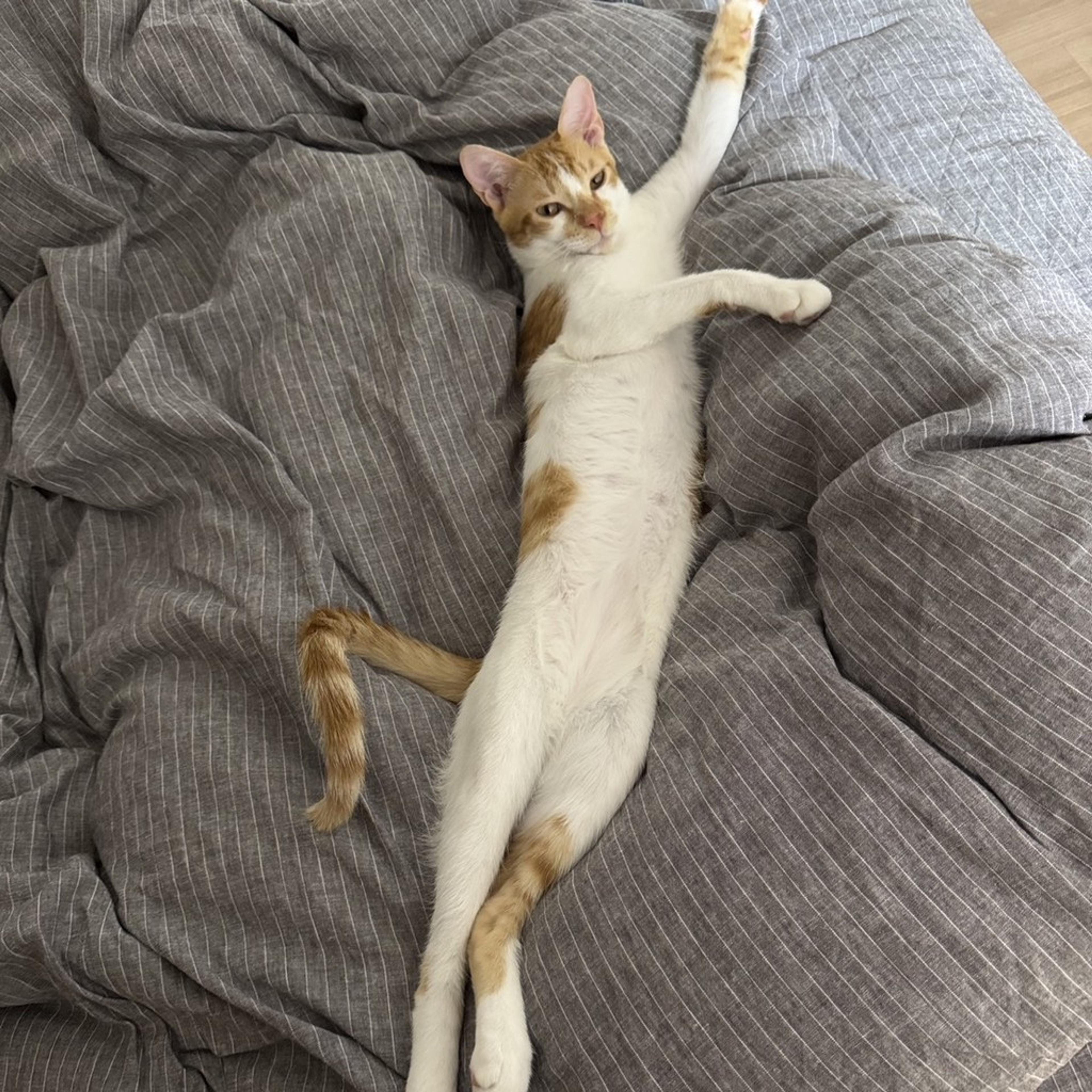 pet-image-6