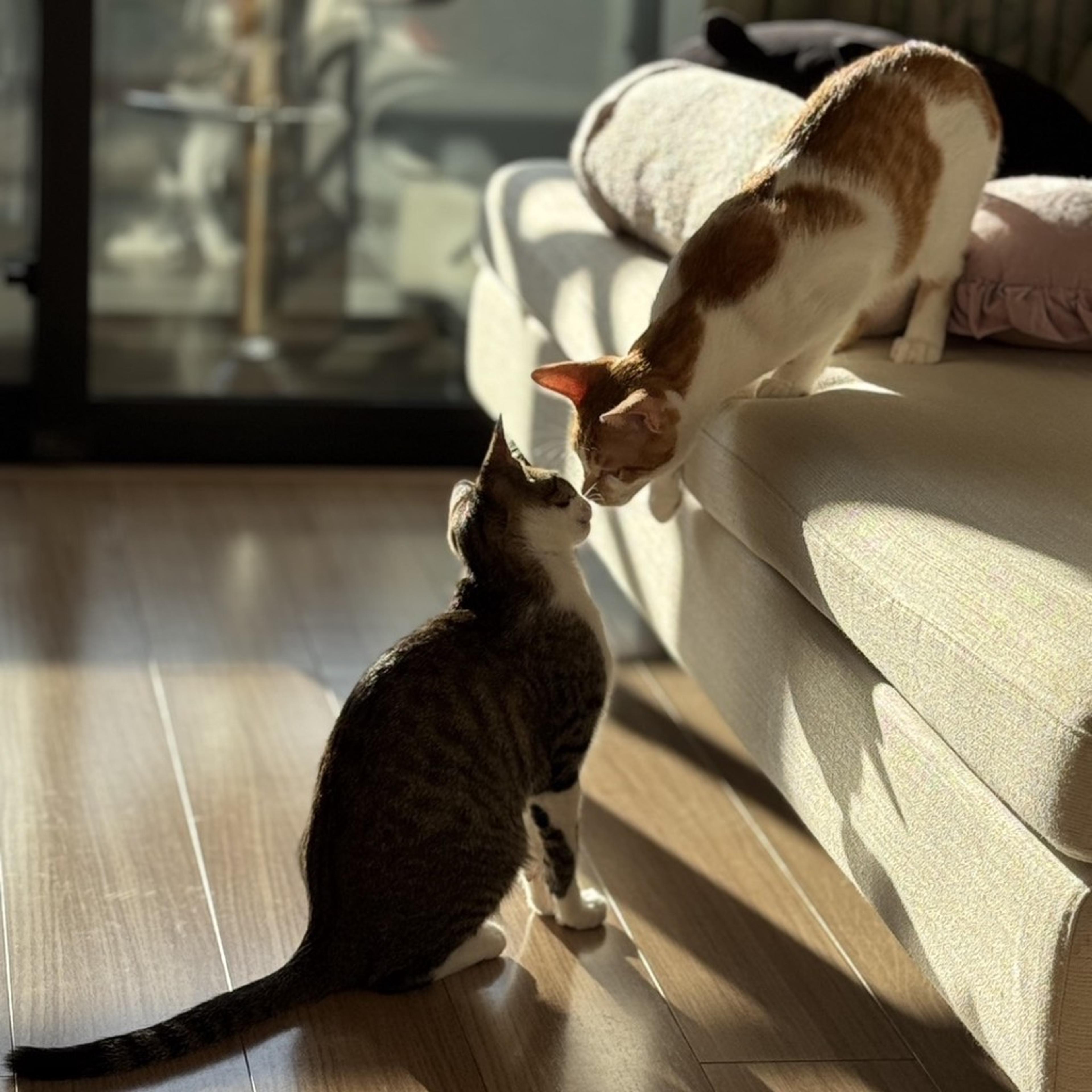 pet-image-7