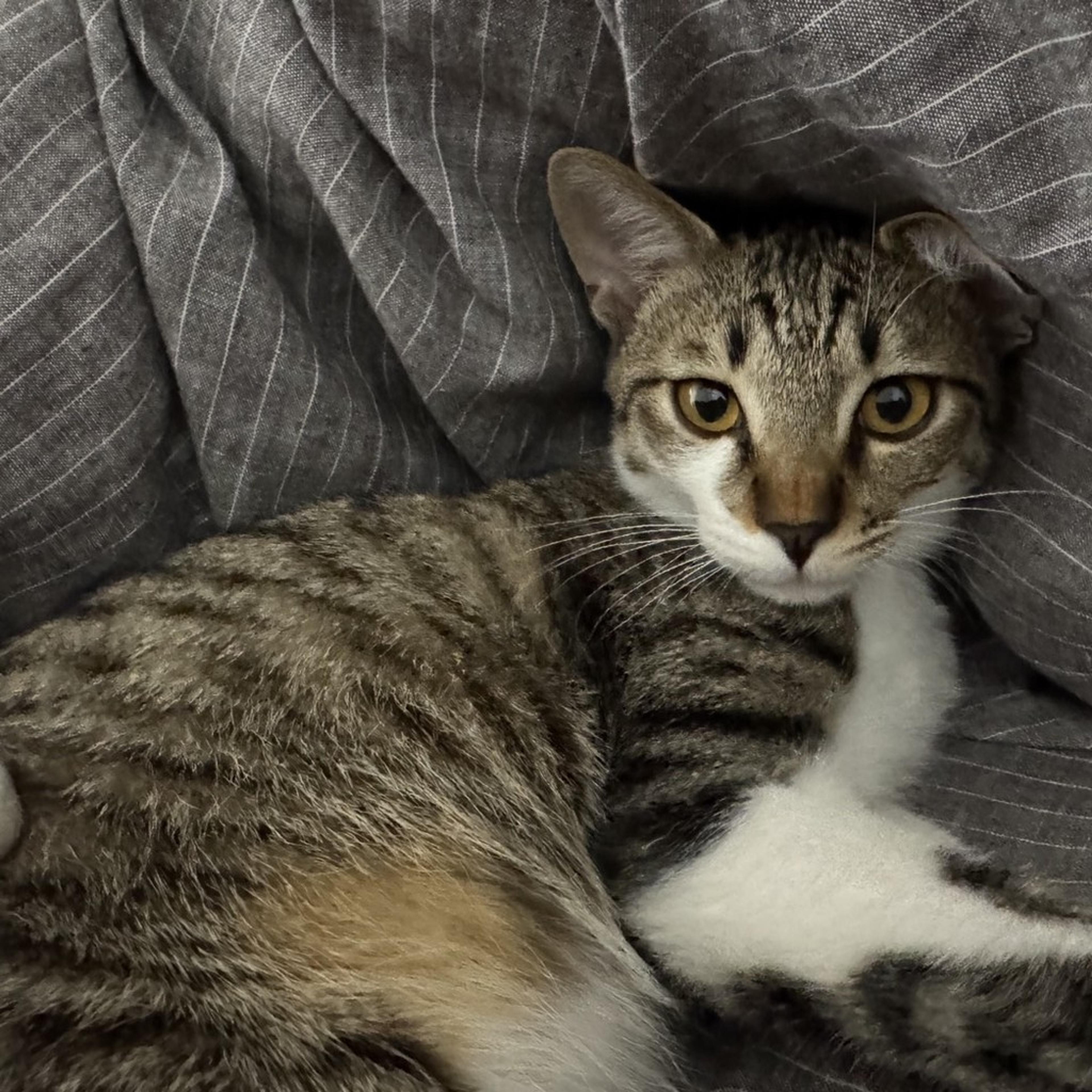 pet-image-9