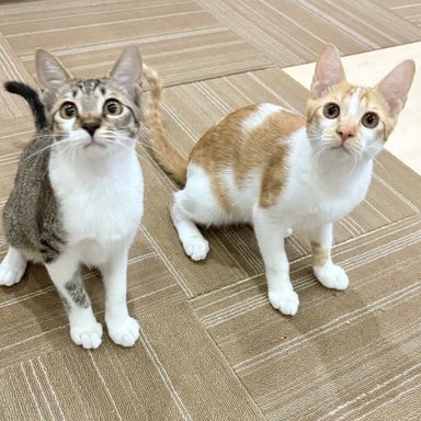  ジョジョ＆チョロ