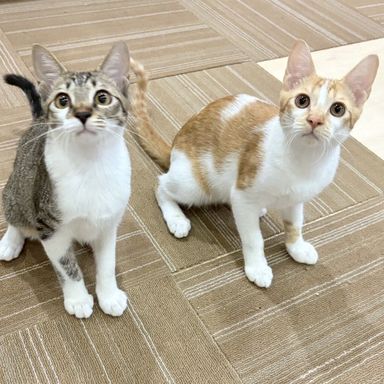  ジョジョ＆チョロ