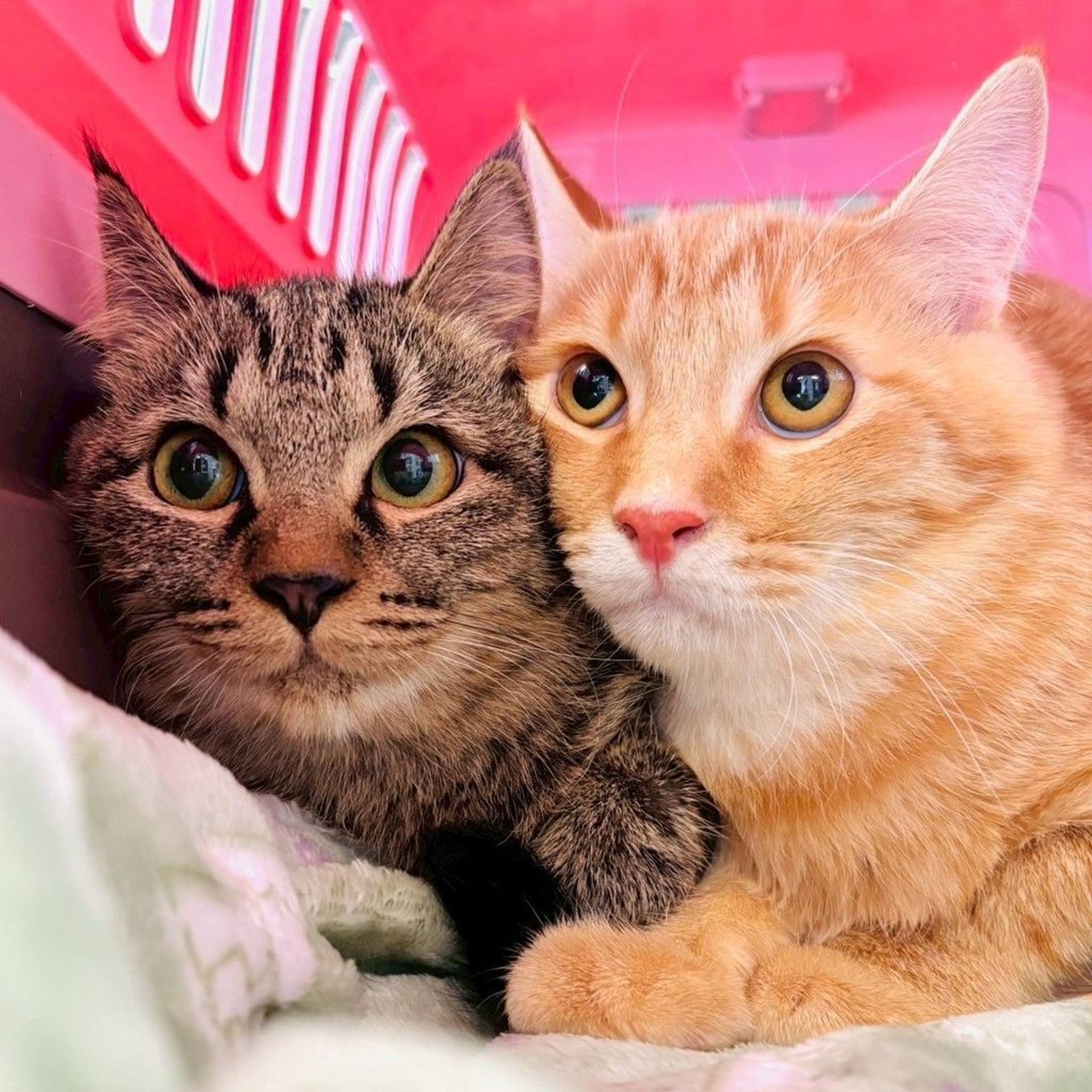 雑種（ミックス猫）・メスの里親募集の写真