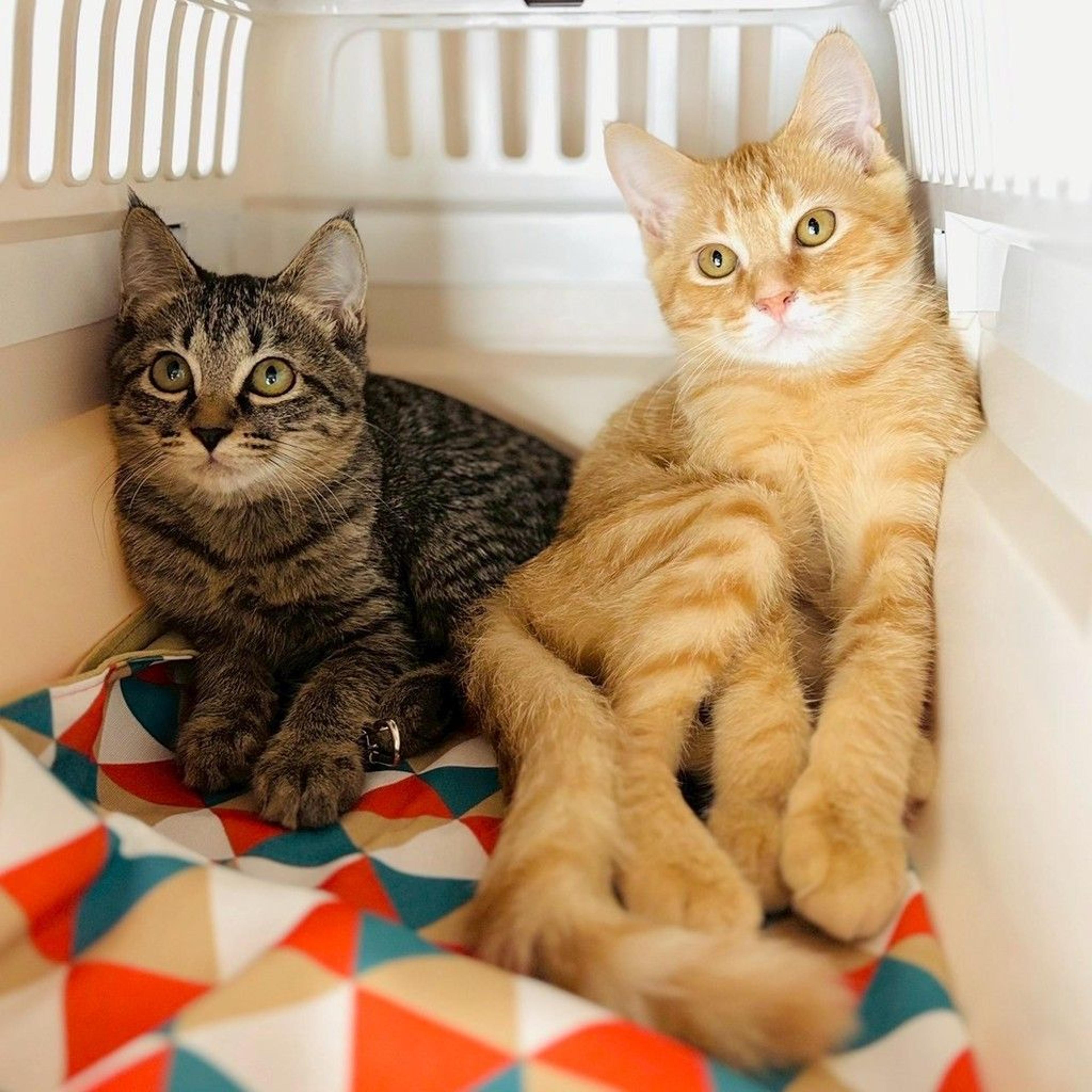 pet-image-3