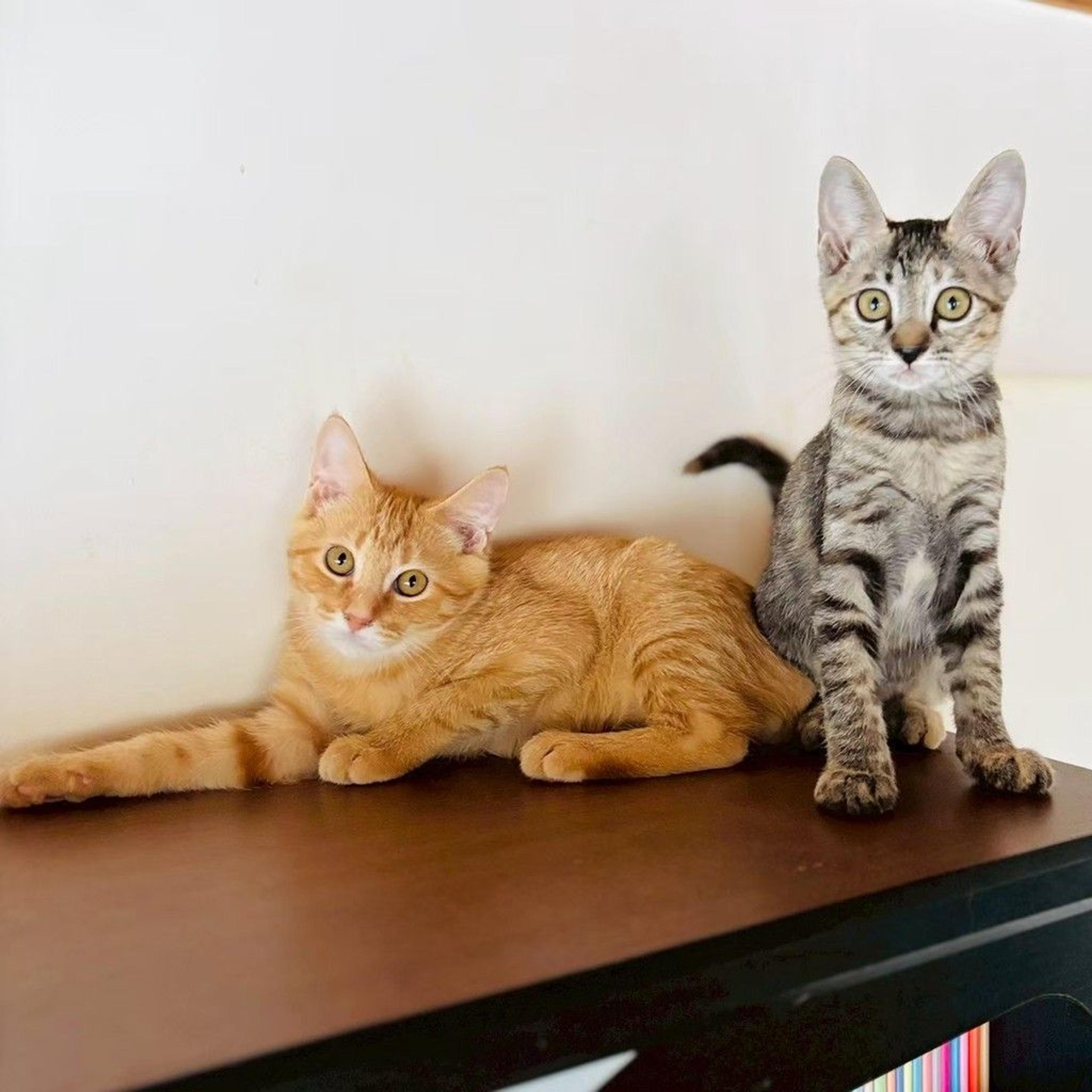 pet-image-4
