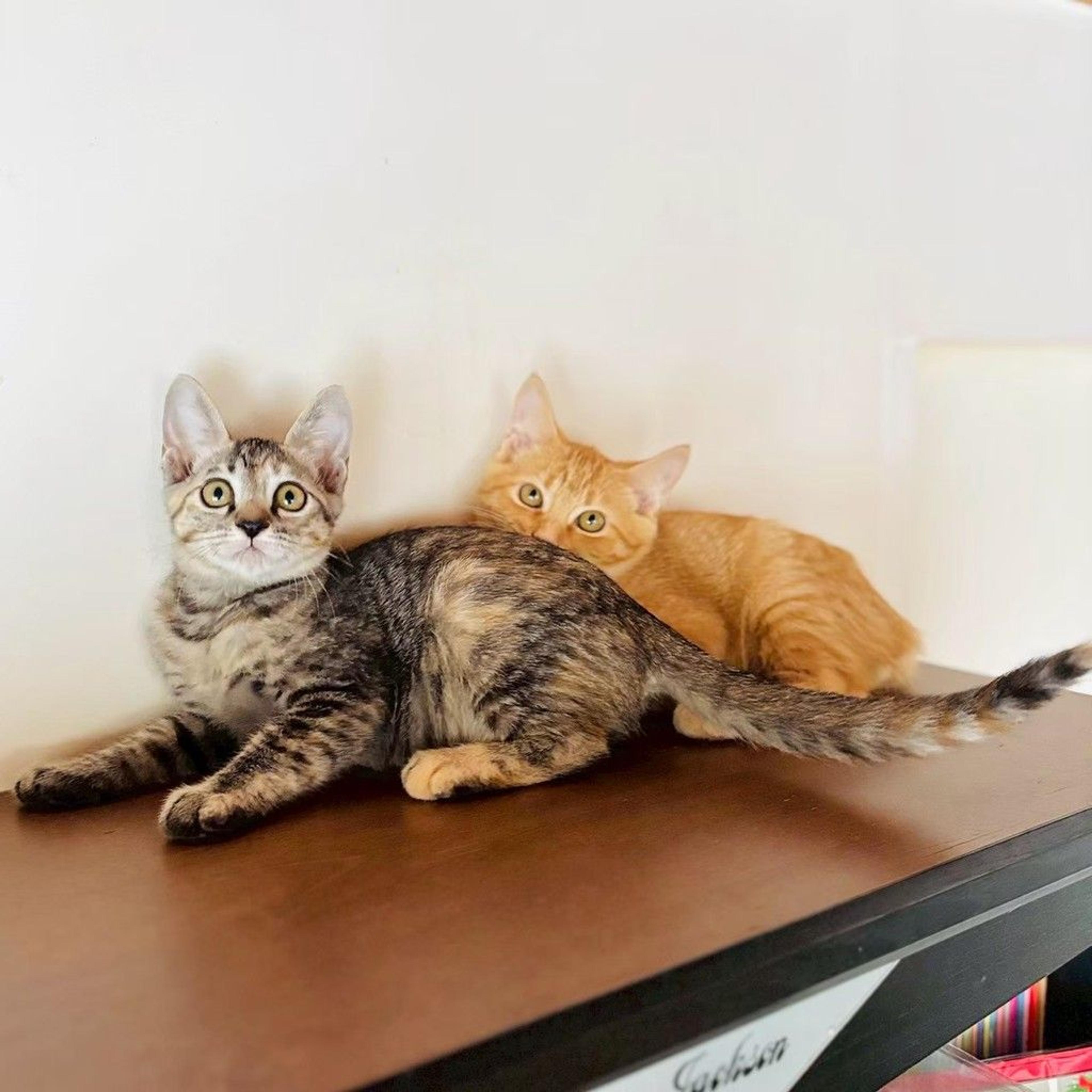 pet-image-5