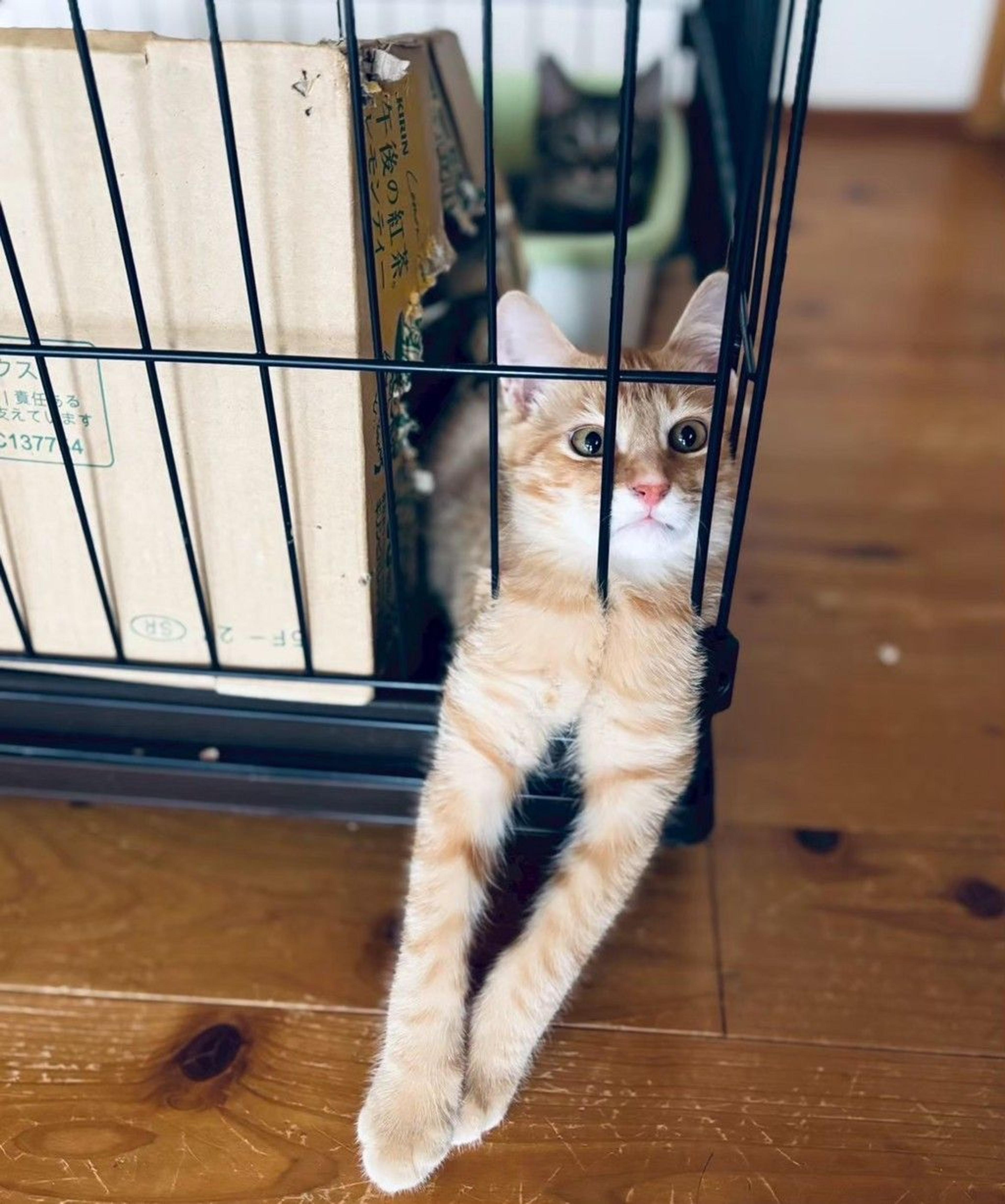 pet-image-7