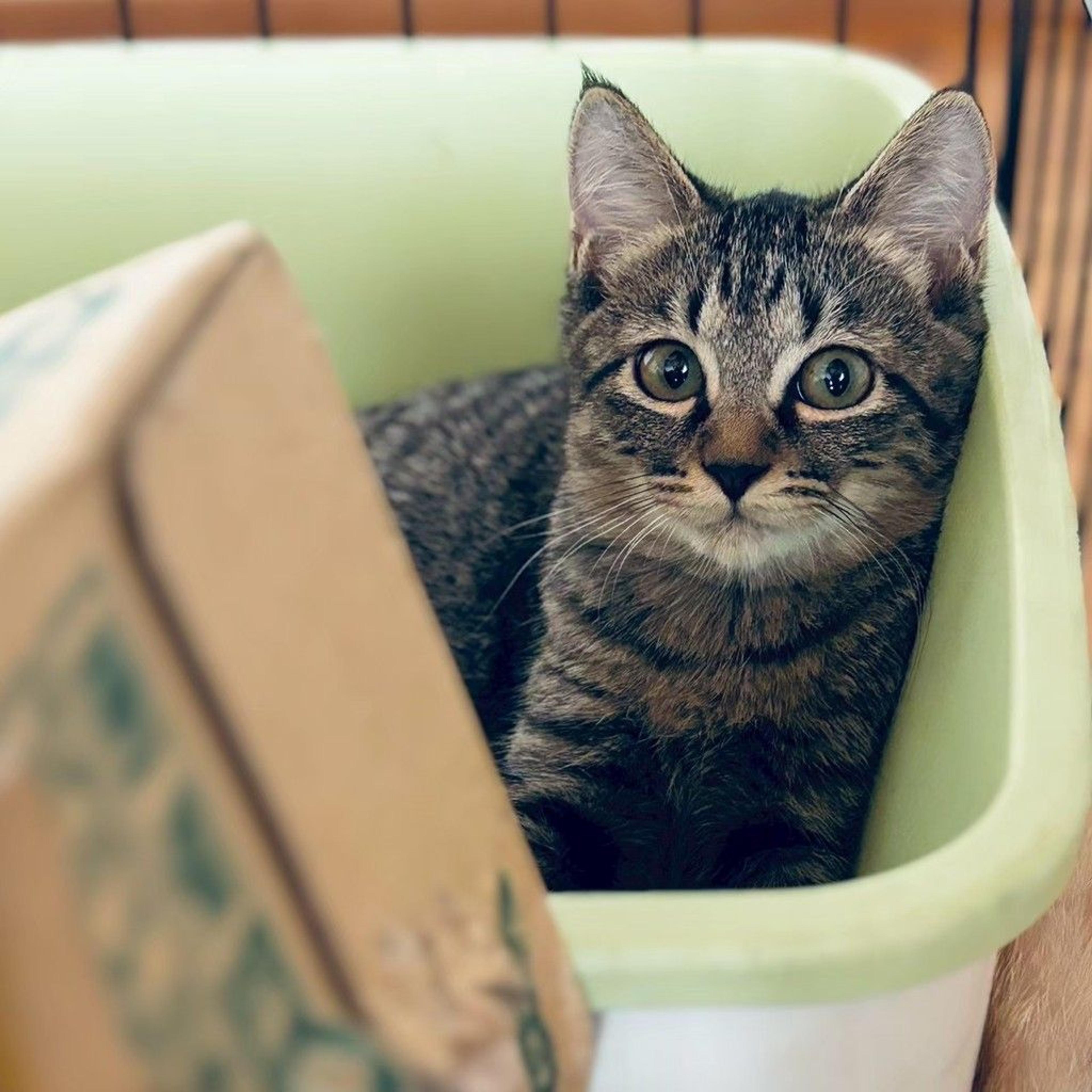 pet-image-8