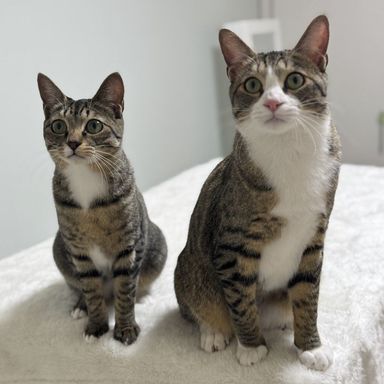 雑種（ミックス猫）・メスの里親募集の写真