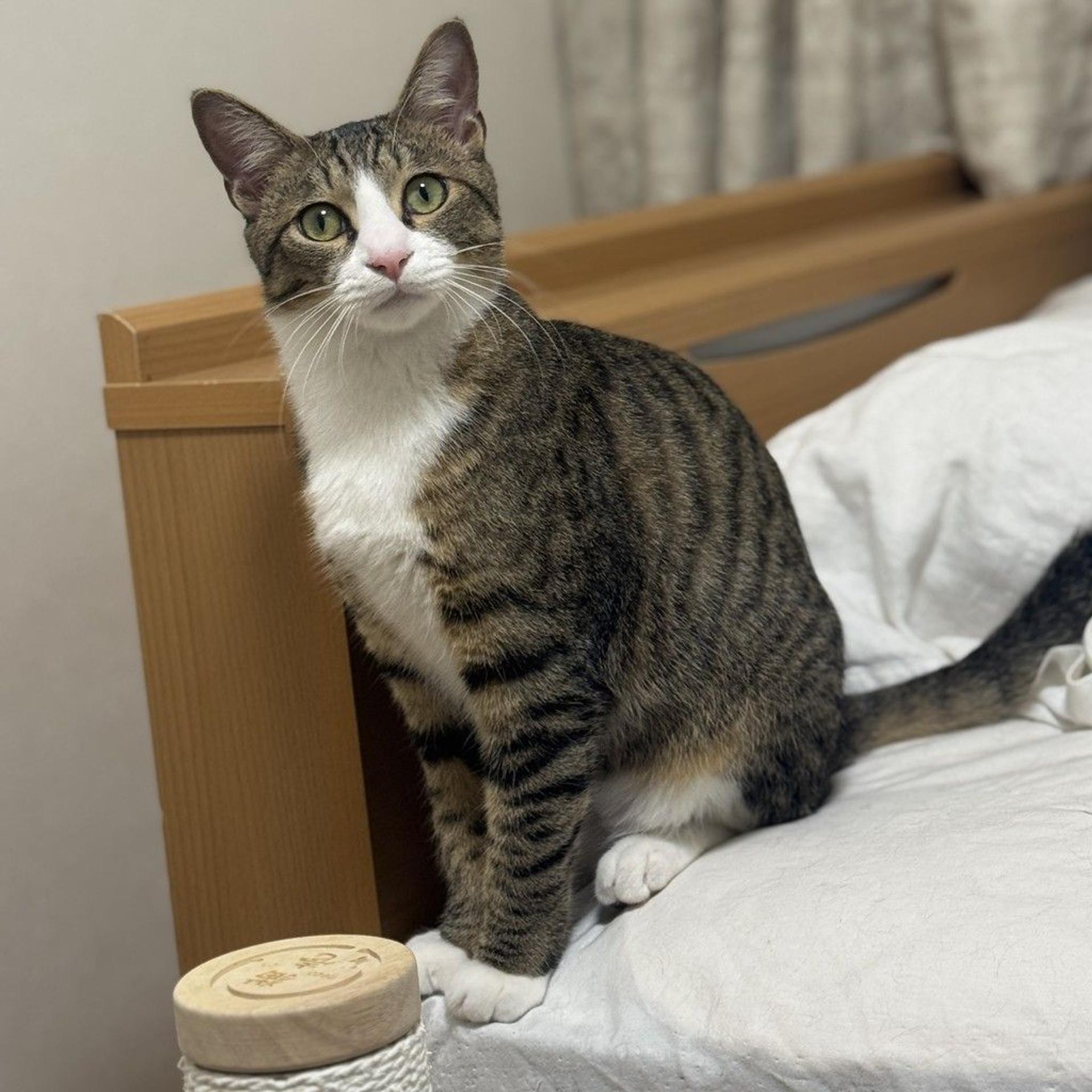 pet-image-2