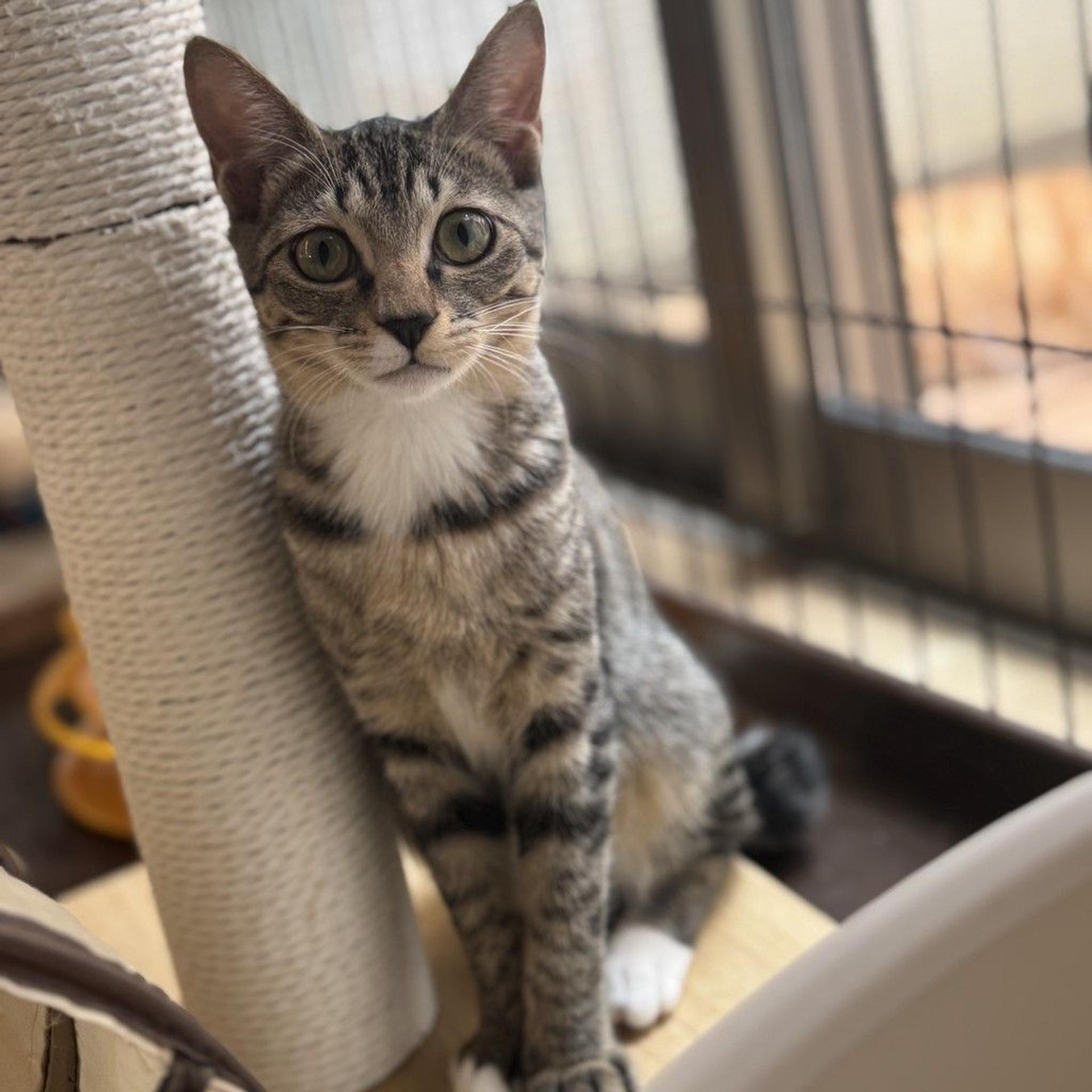 pet-image-3