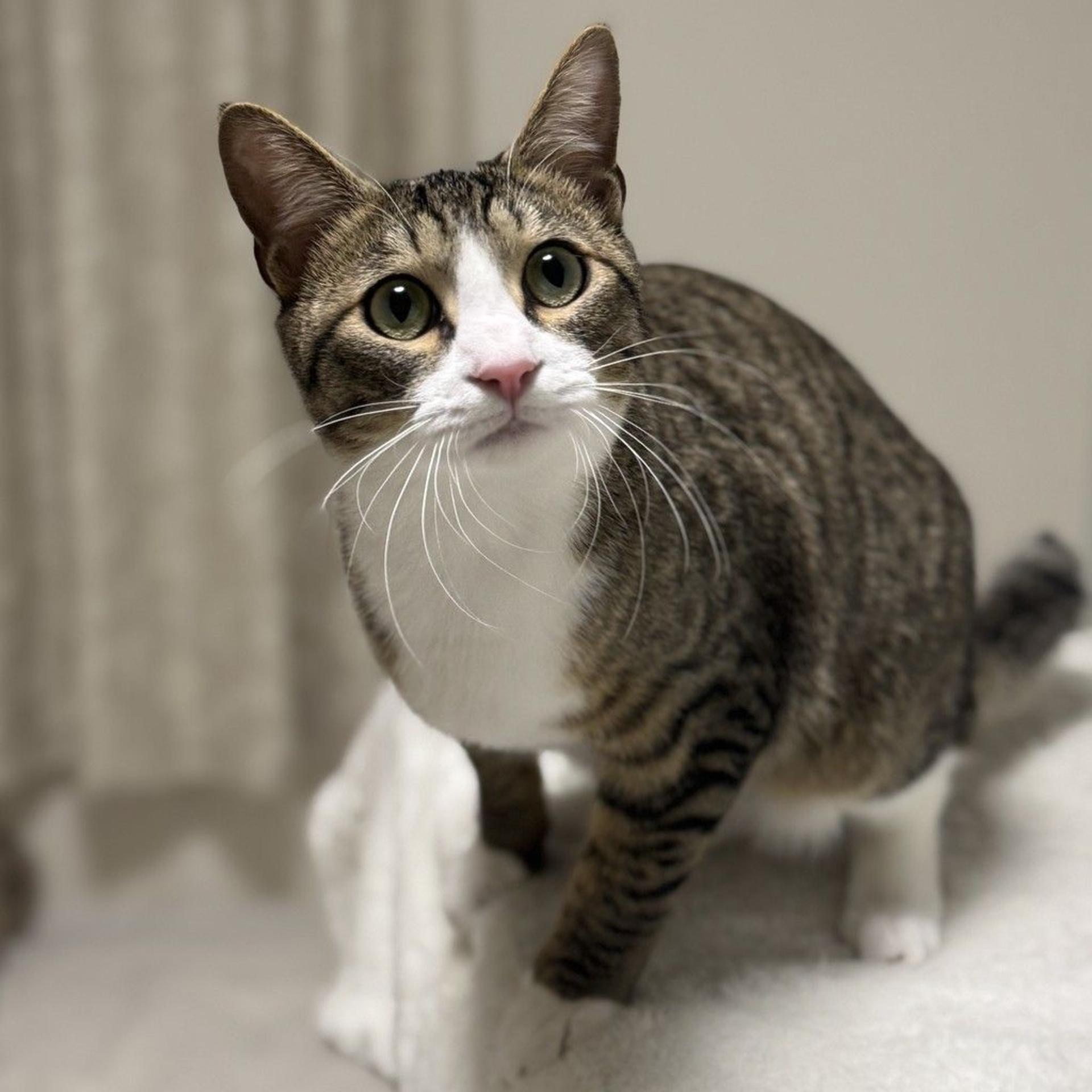 pet-image-4