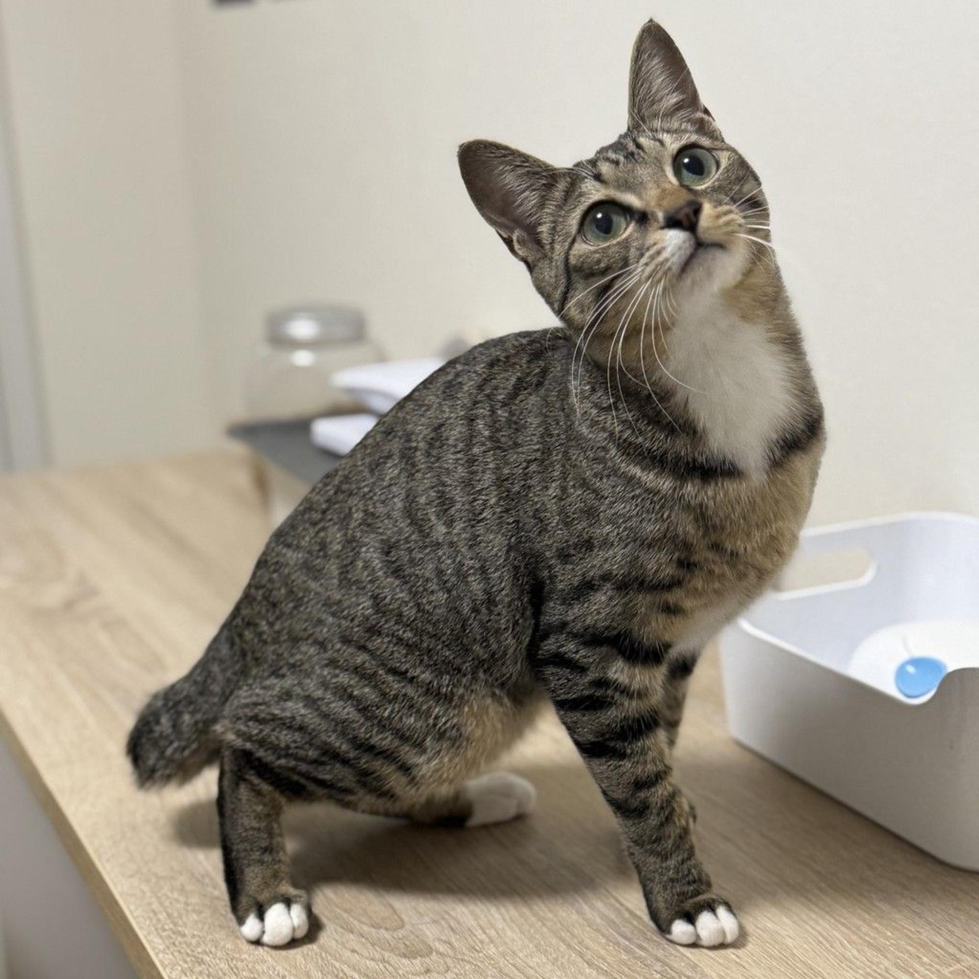 pet-image-5