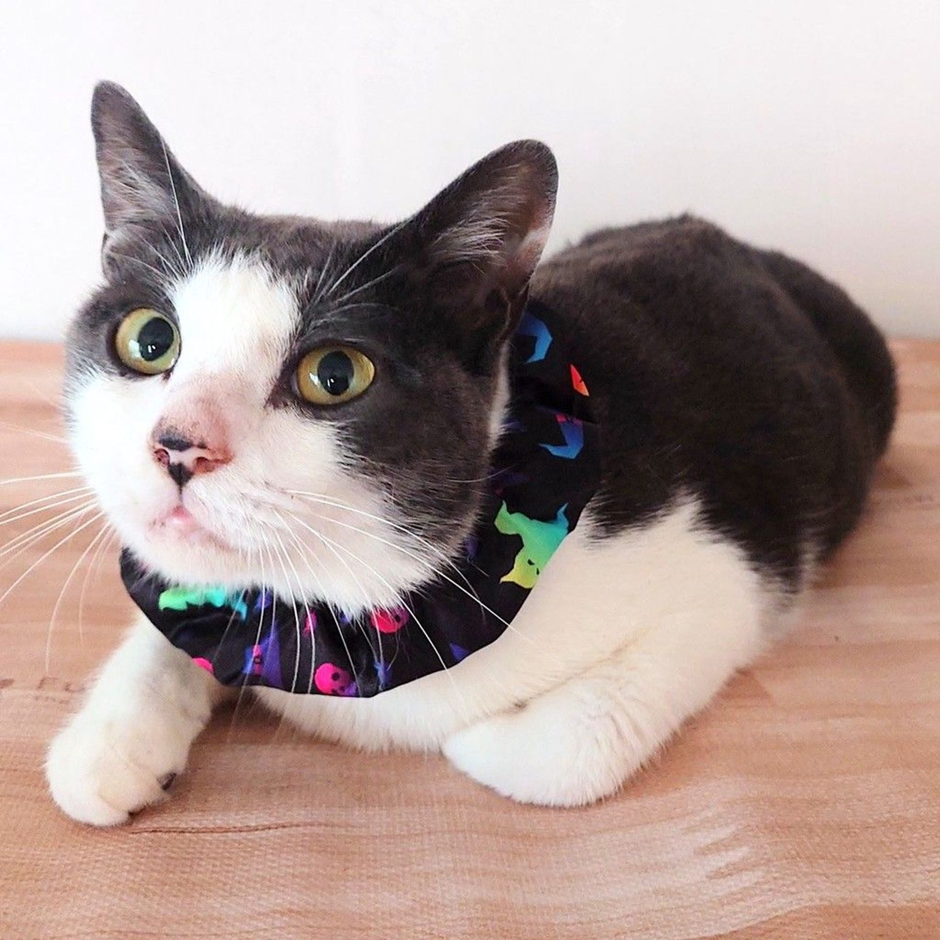 雑種（ミックス猫）・メスの里親募集の写真
