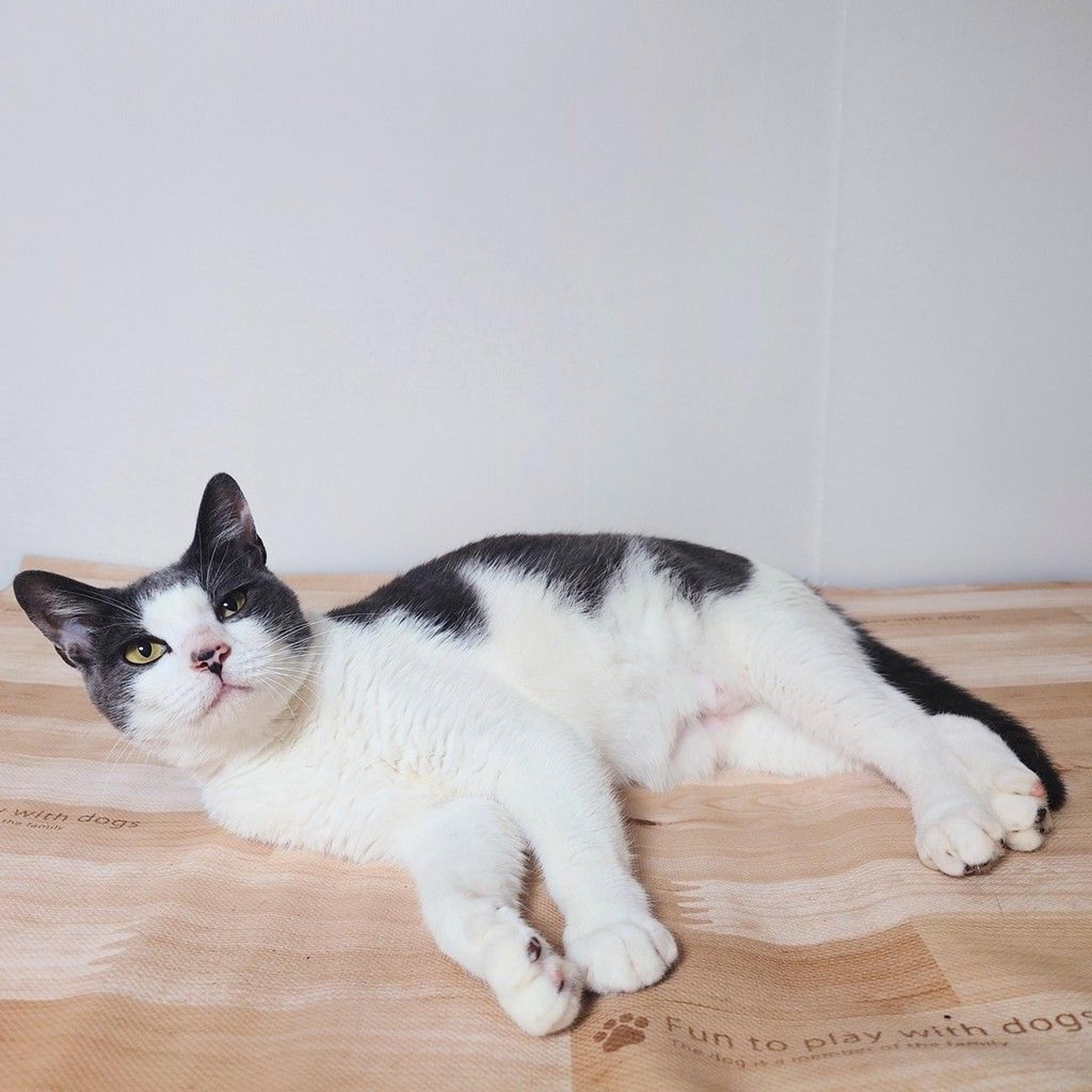 pet-image-2