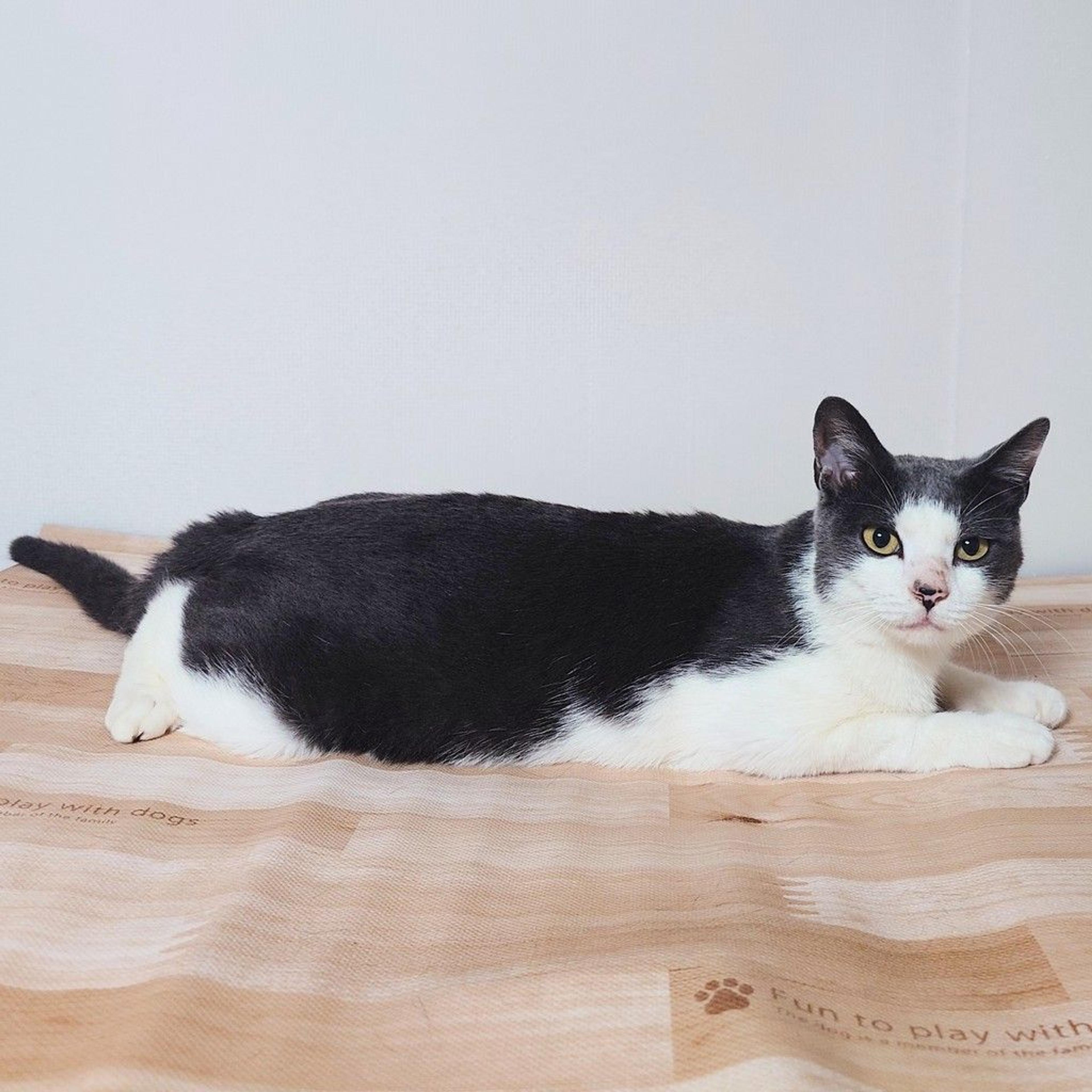 pet-image-3