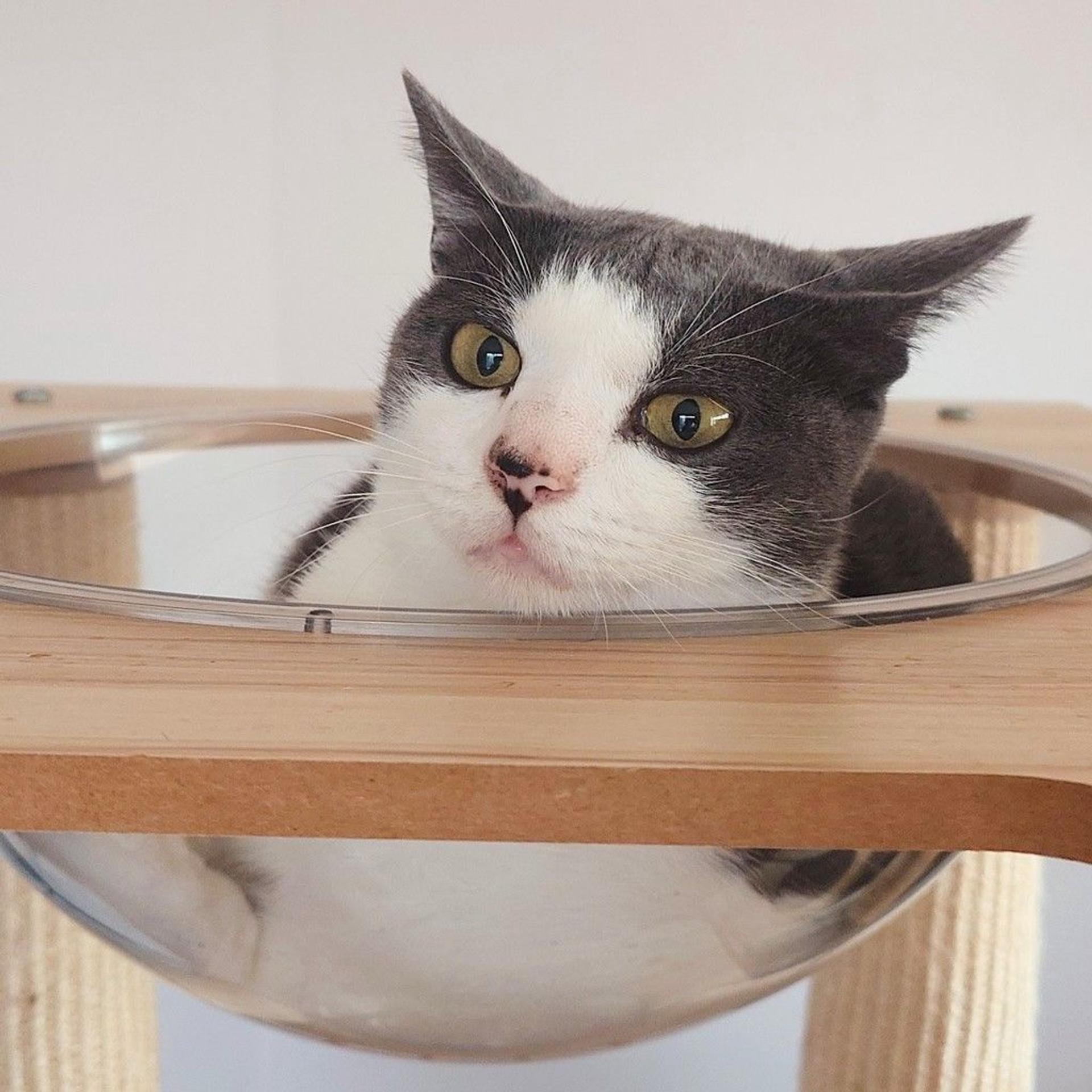 pet-image-4