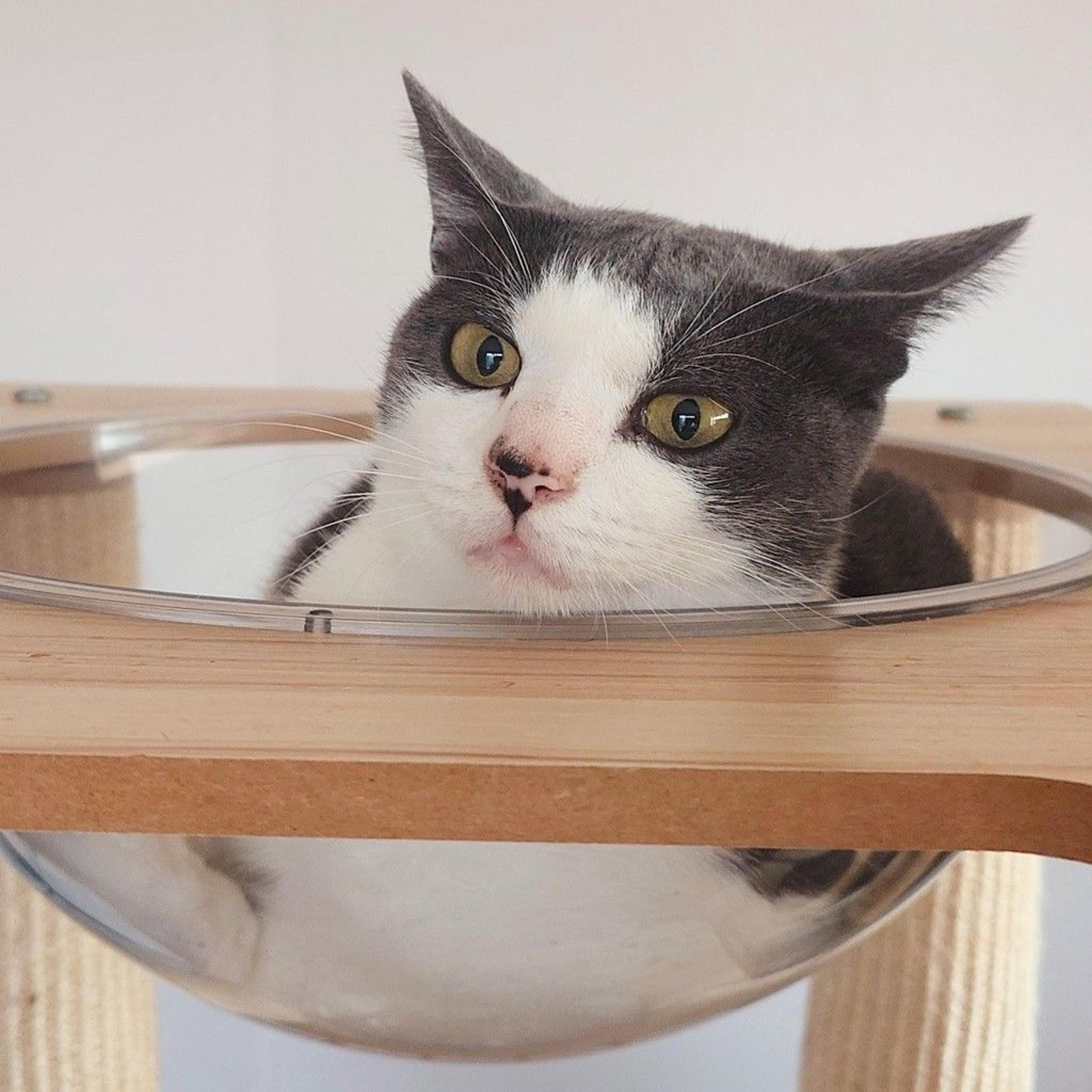 pet-image-4