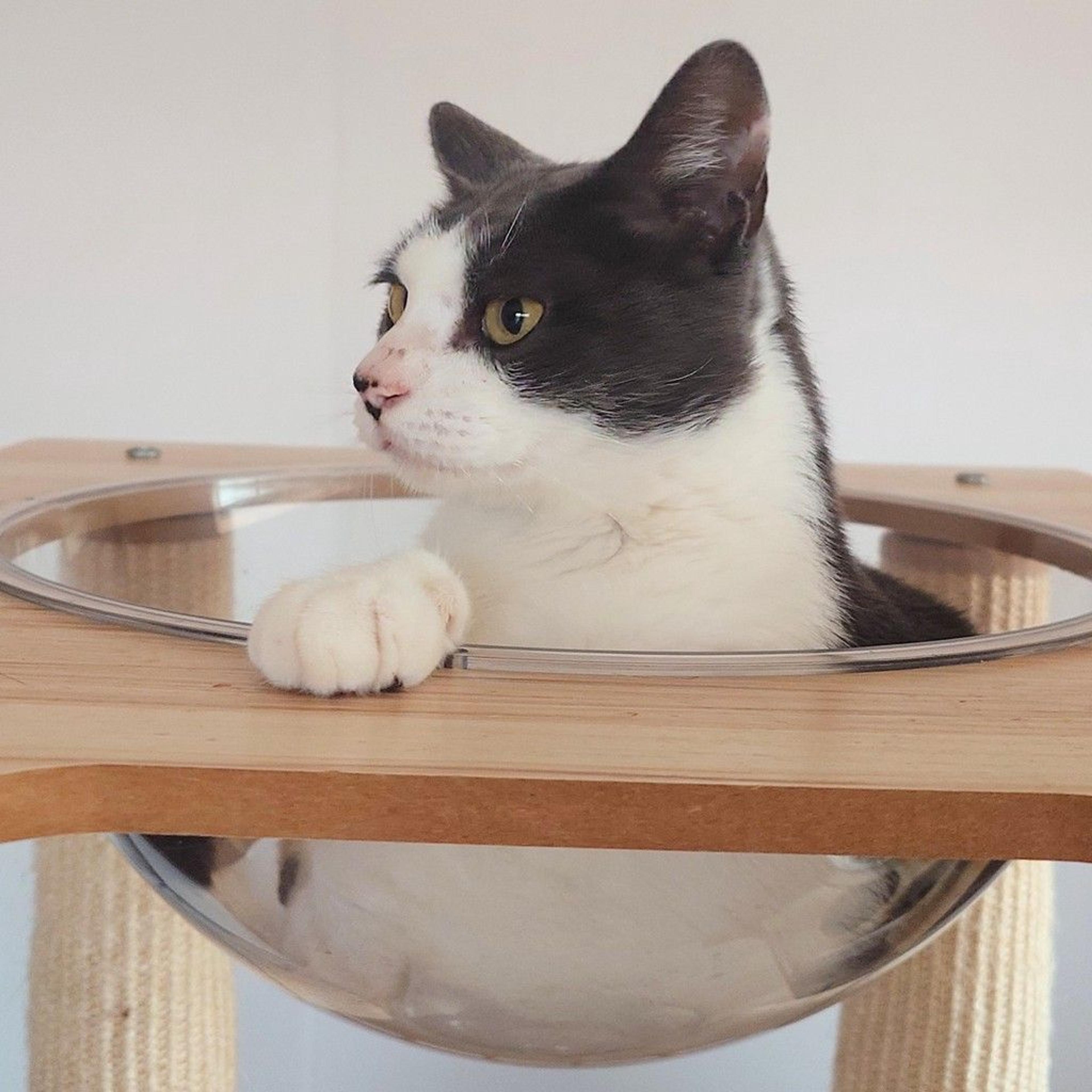 pet-image-5