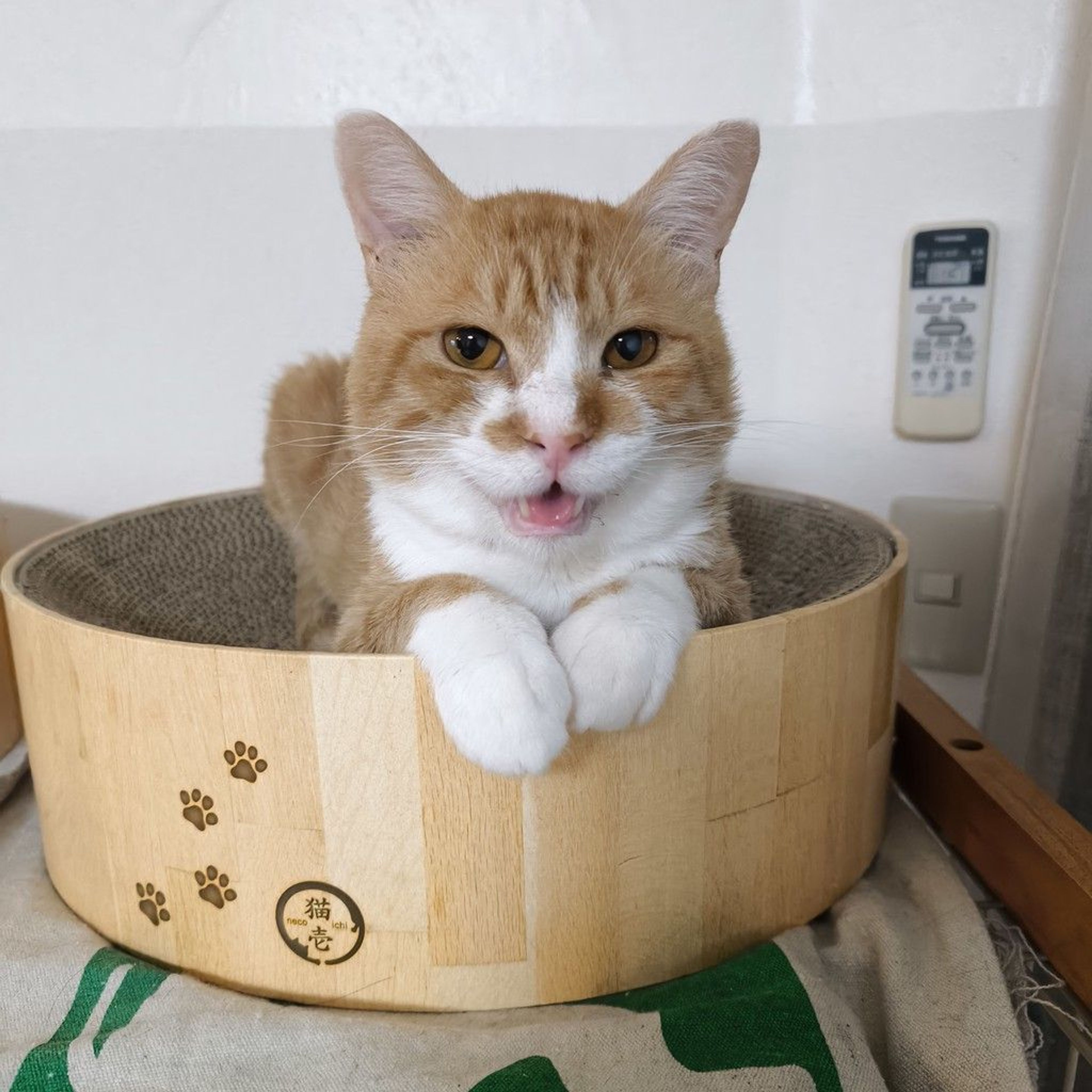 雑種（ミックス猫）・オスの里親募集の写真