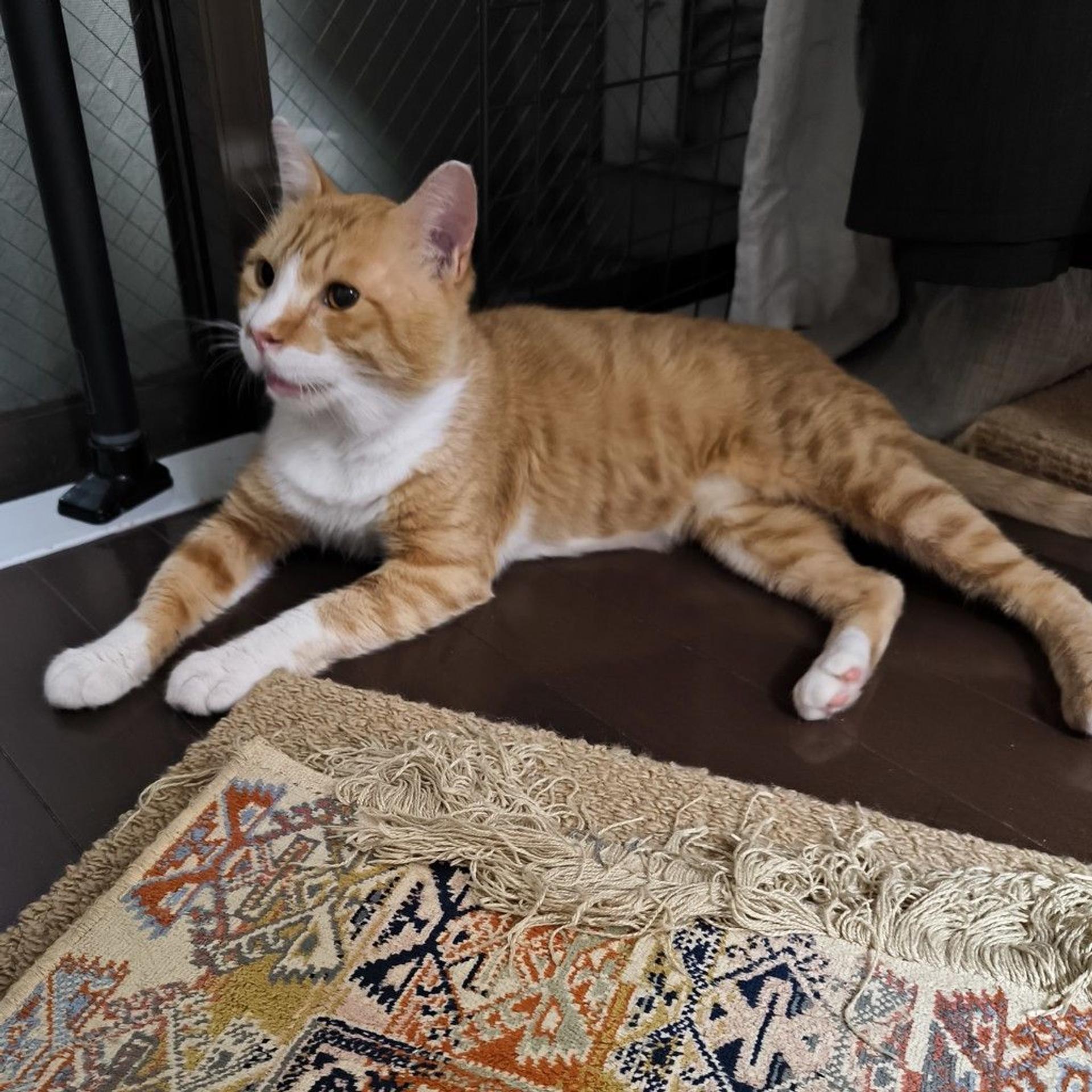 pet-image-3