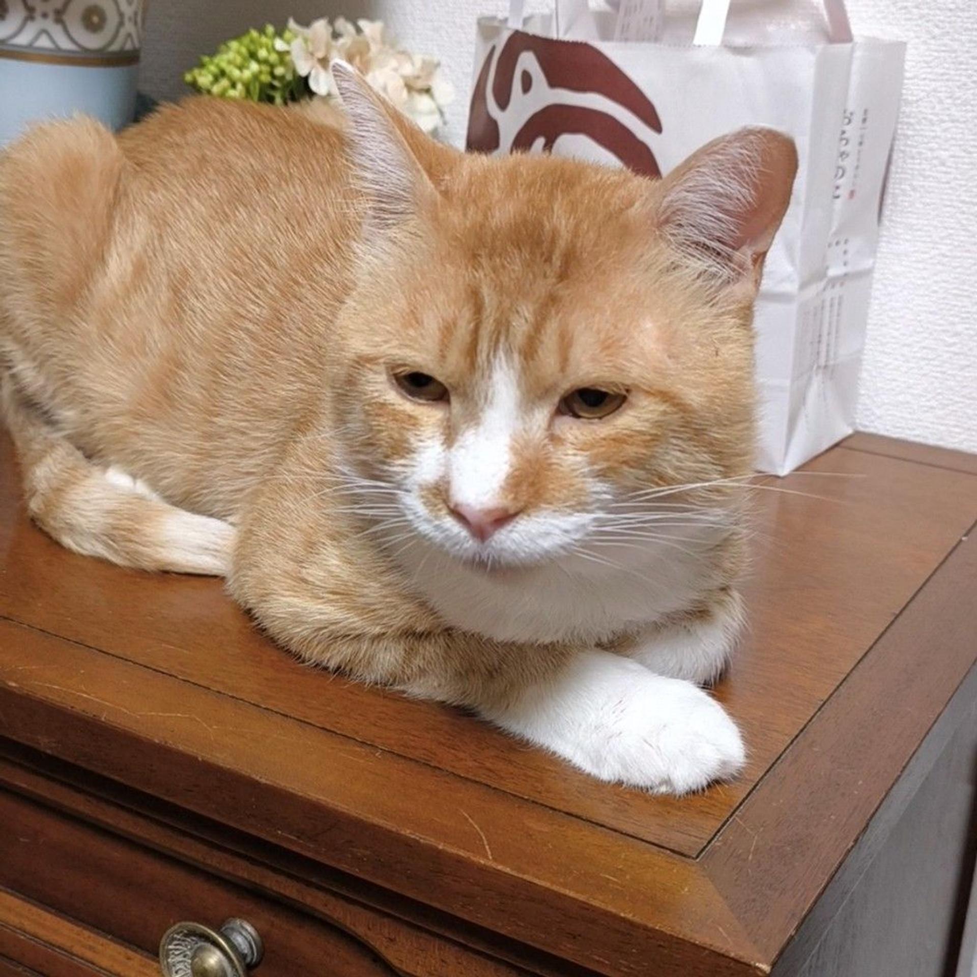 pet-image-4