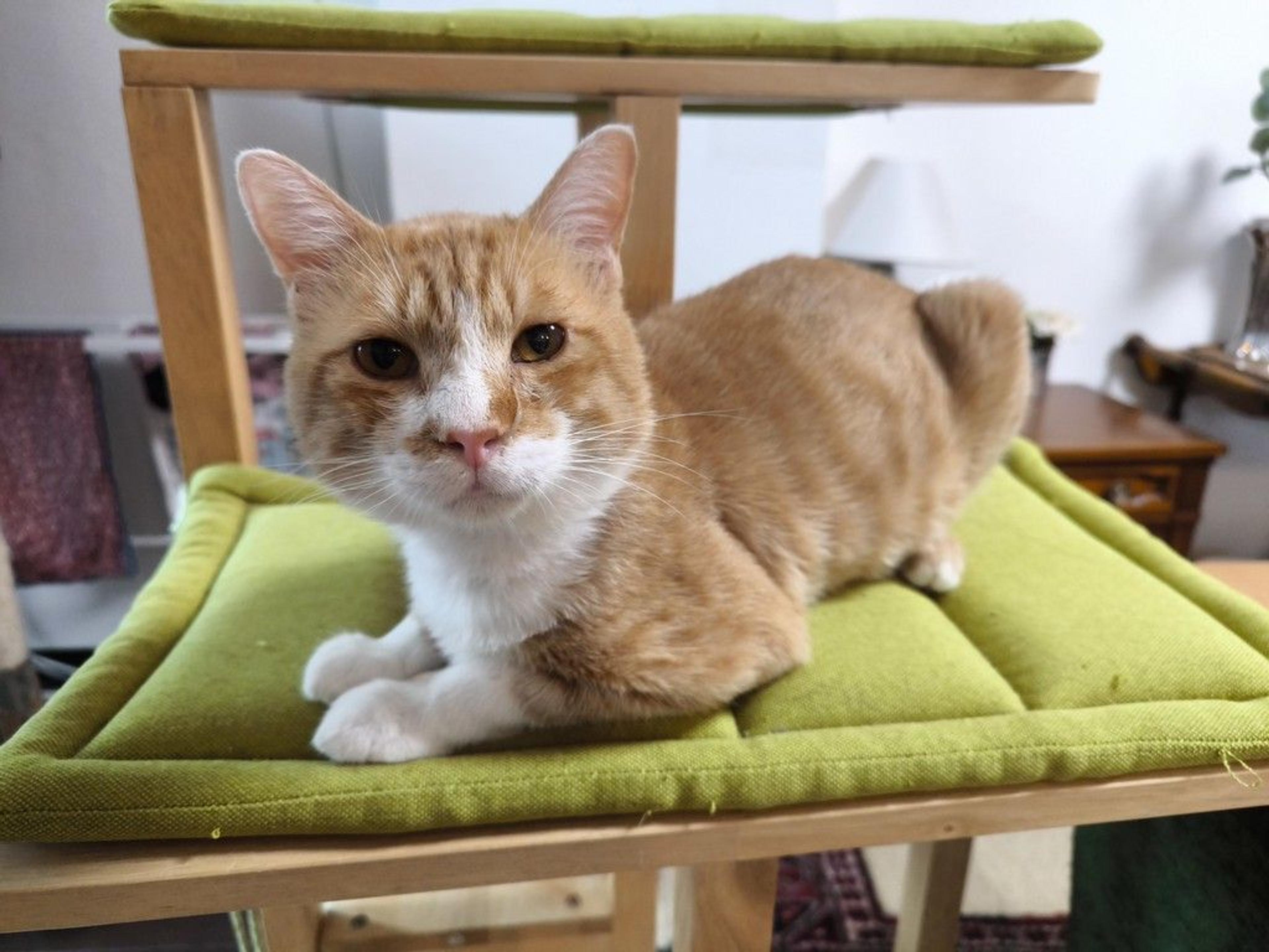 pet-image-5