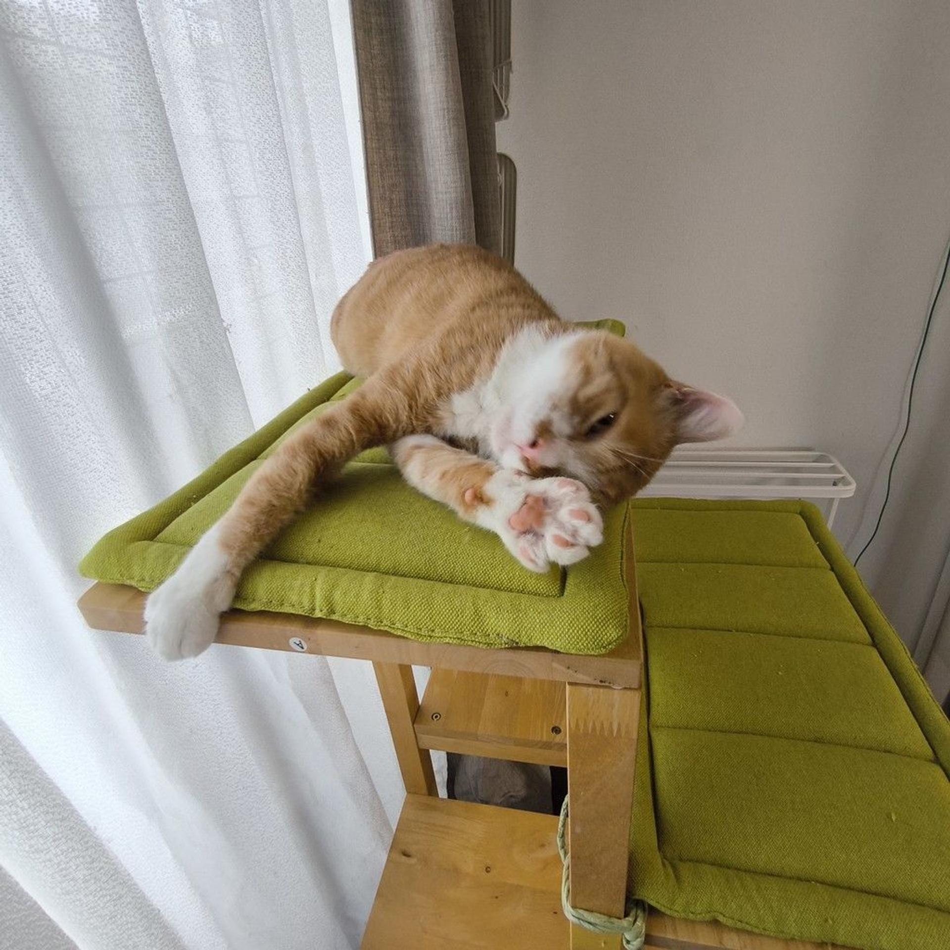 pet-image-6