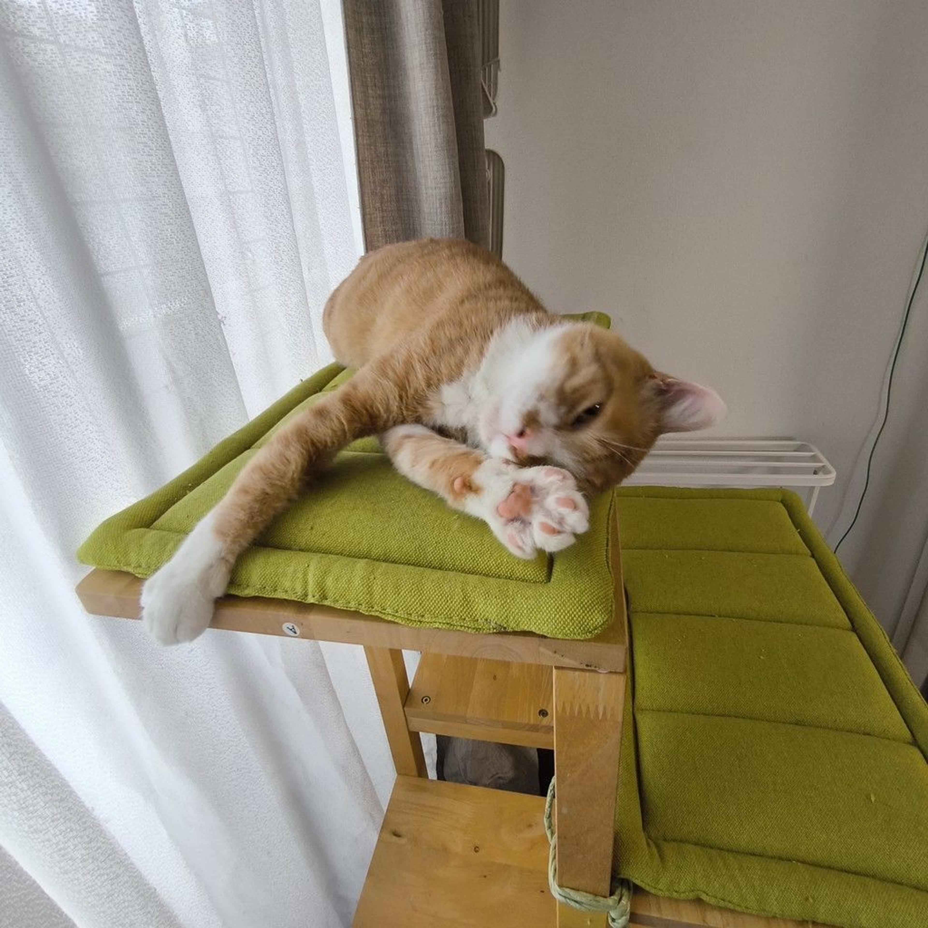 pet-image-6