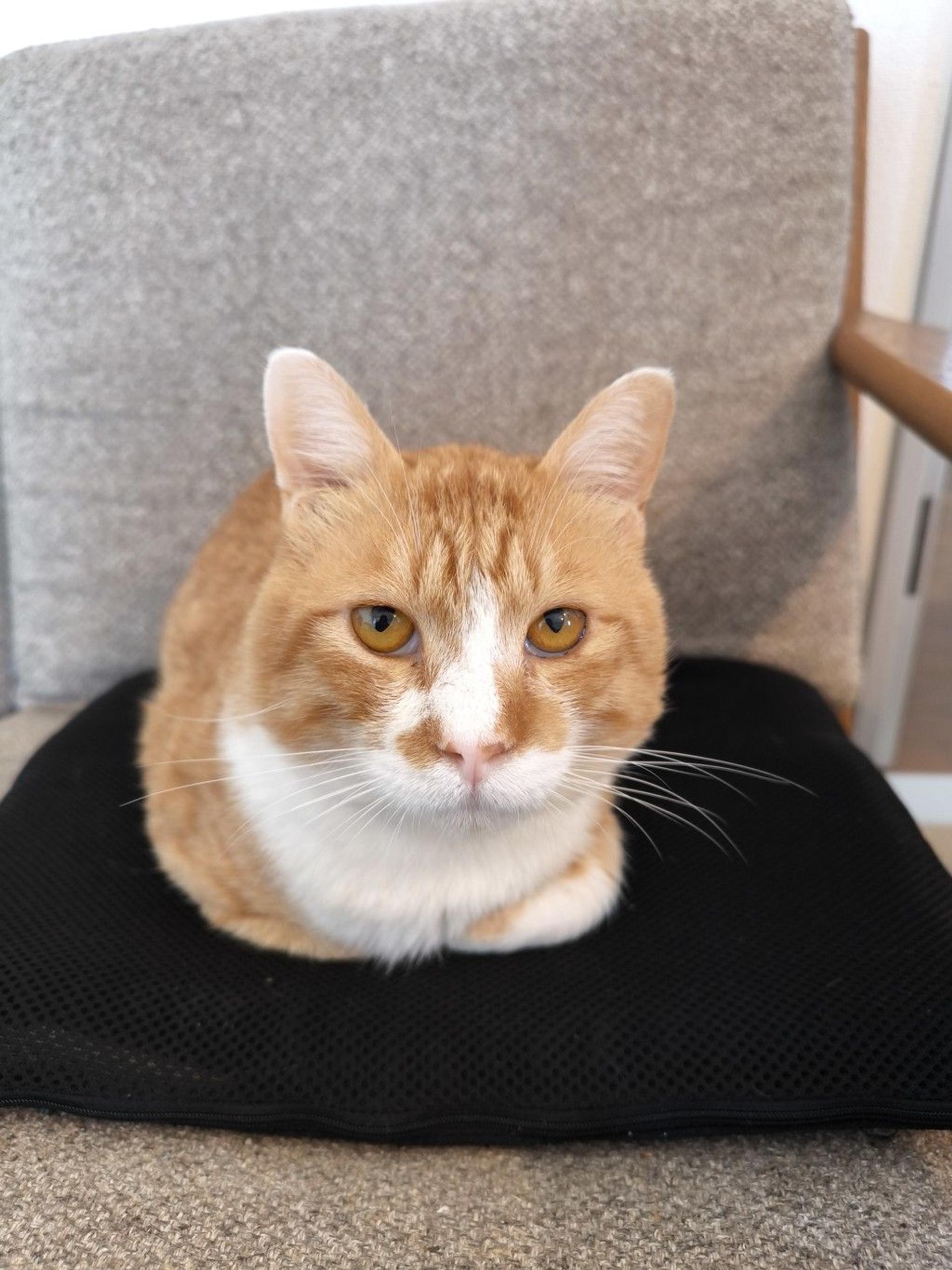 pet-image-7