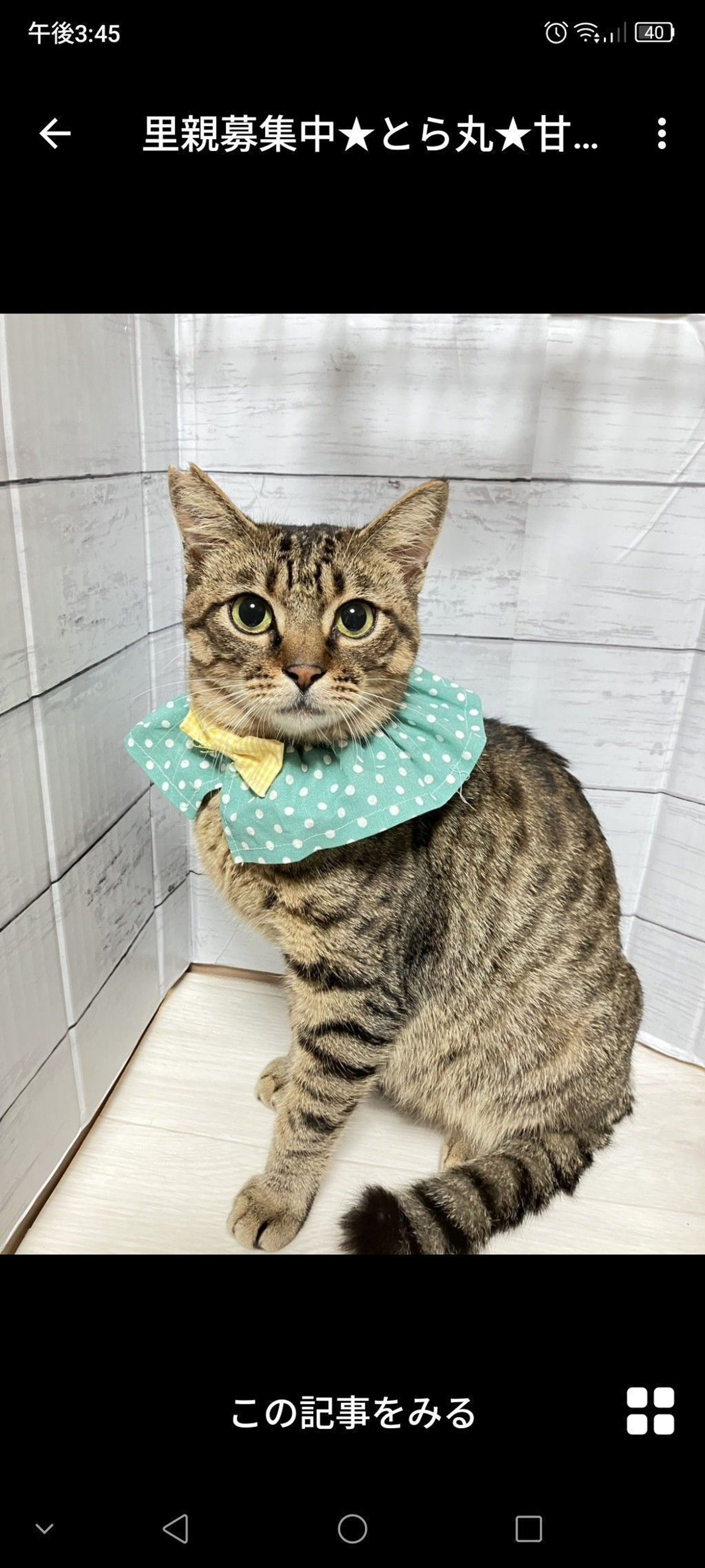 雑種（ミックス猫）・オスの里親募集の写真