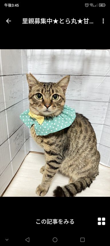 雑種（ミックス猫）・オスの里親募集の写真