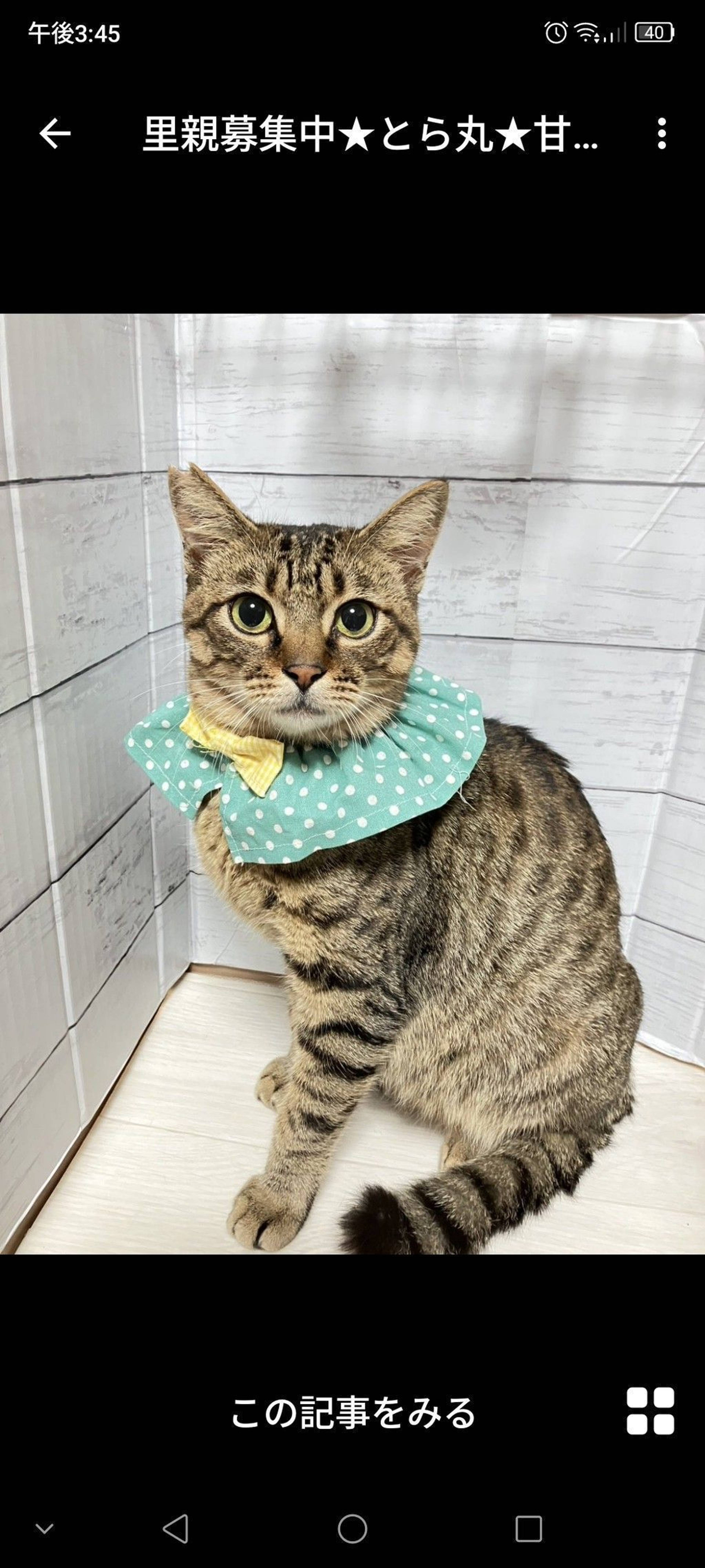 雑種（ミックス猫）・オスの里親募集の写真