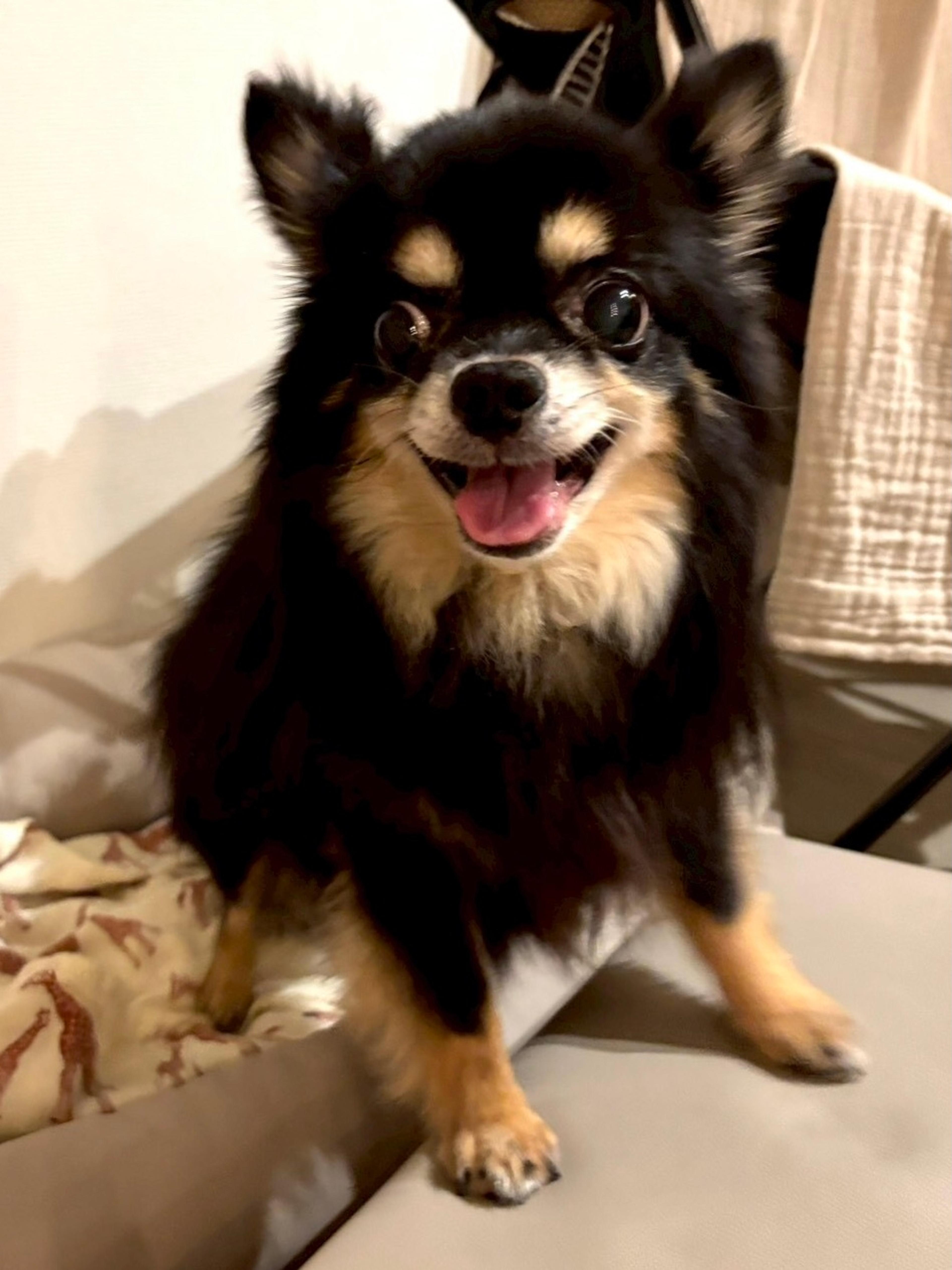 pet-image-2