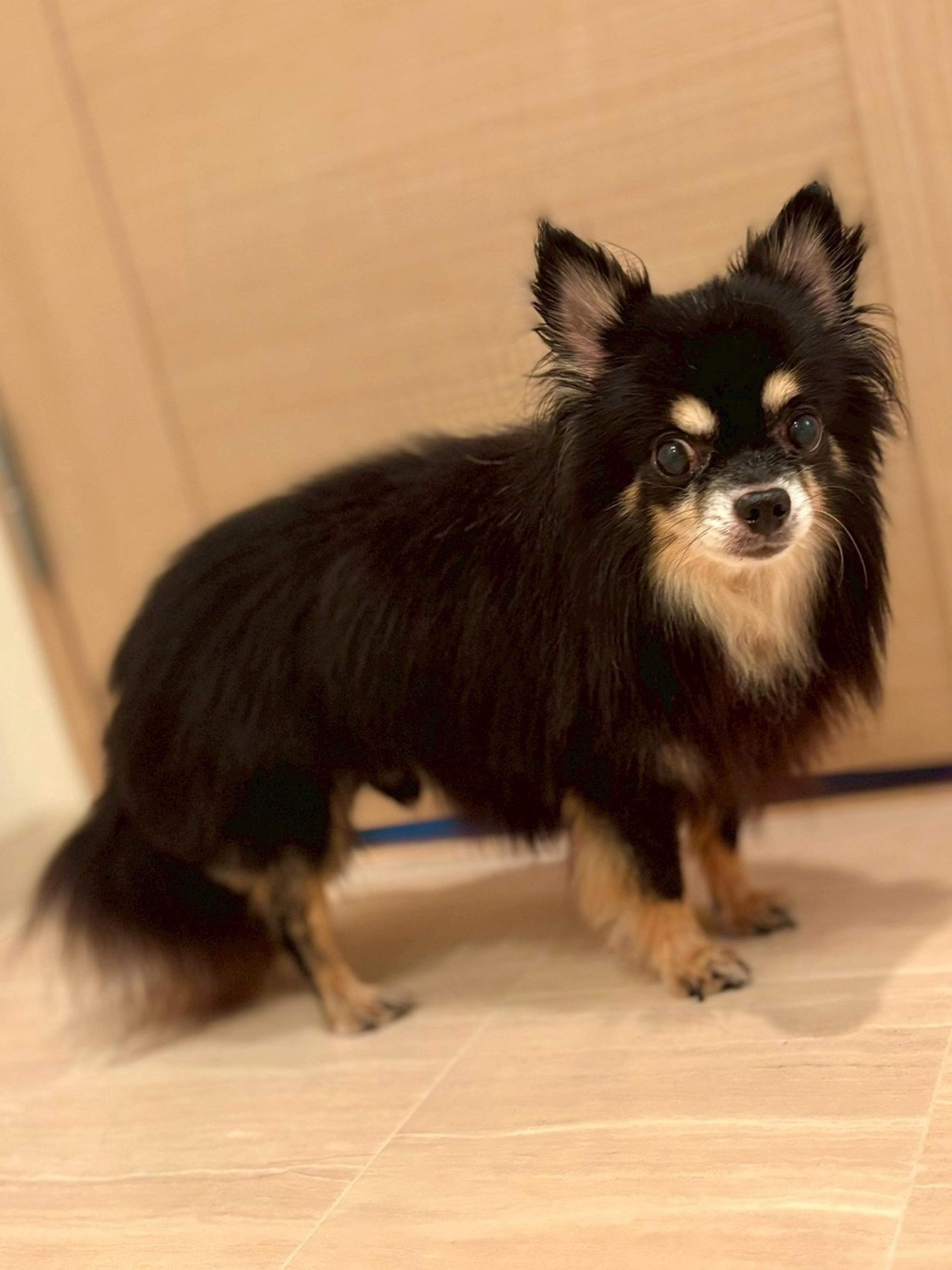 pet-image-3