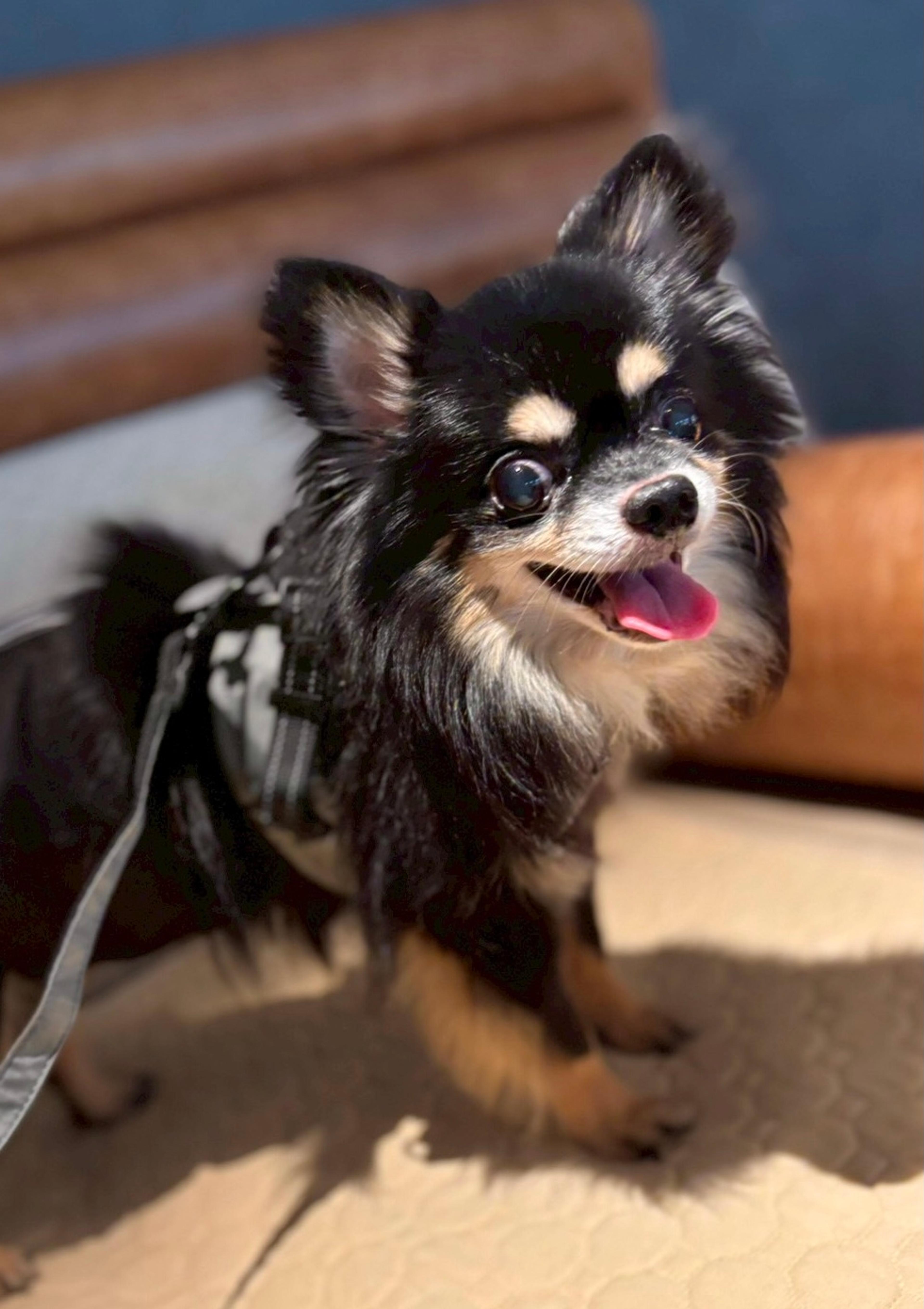 pet-image-4