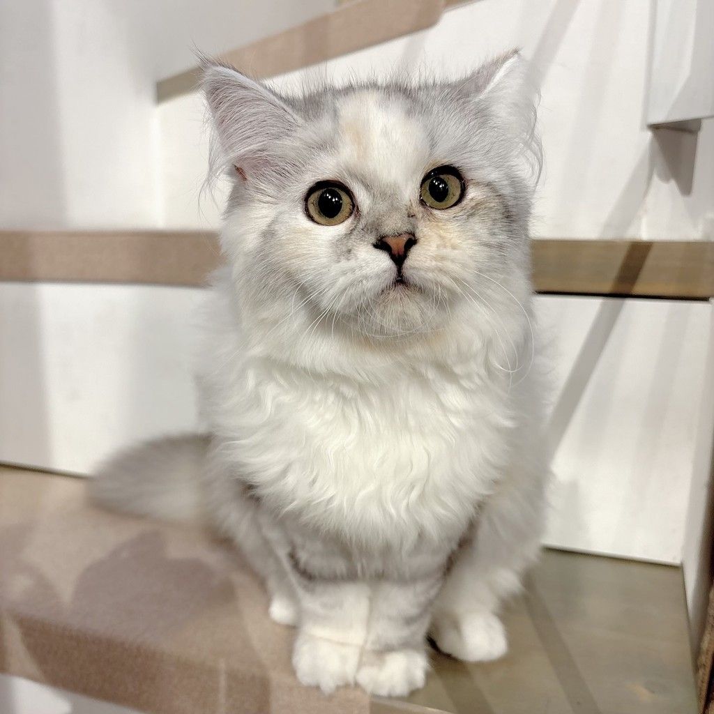 ラリックの猫 猫のクリスタル 里親募集 謹璽 ラリックの猫 猫のクリスタル