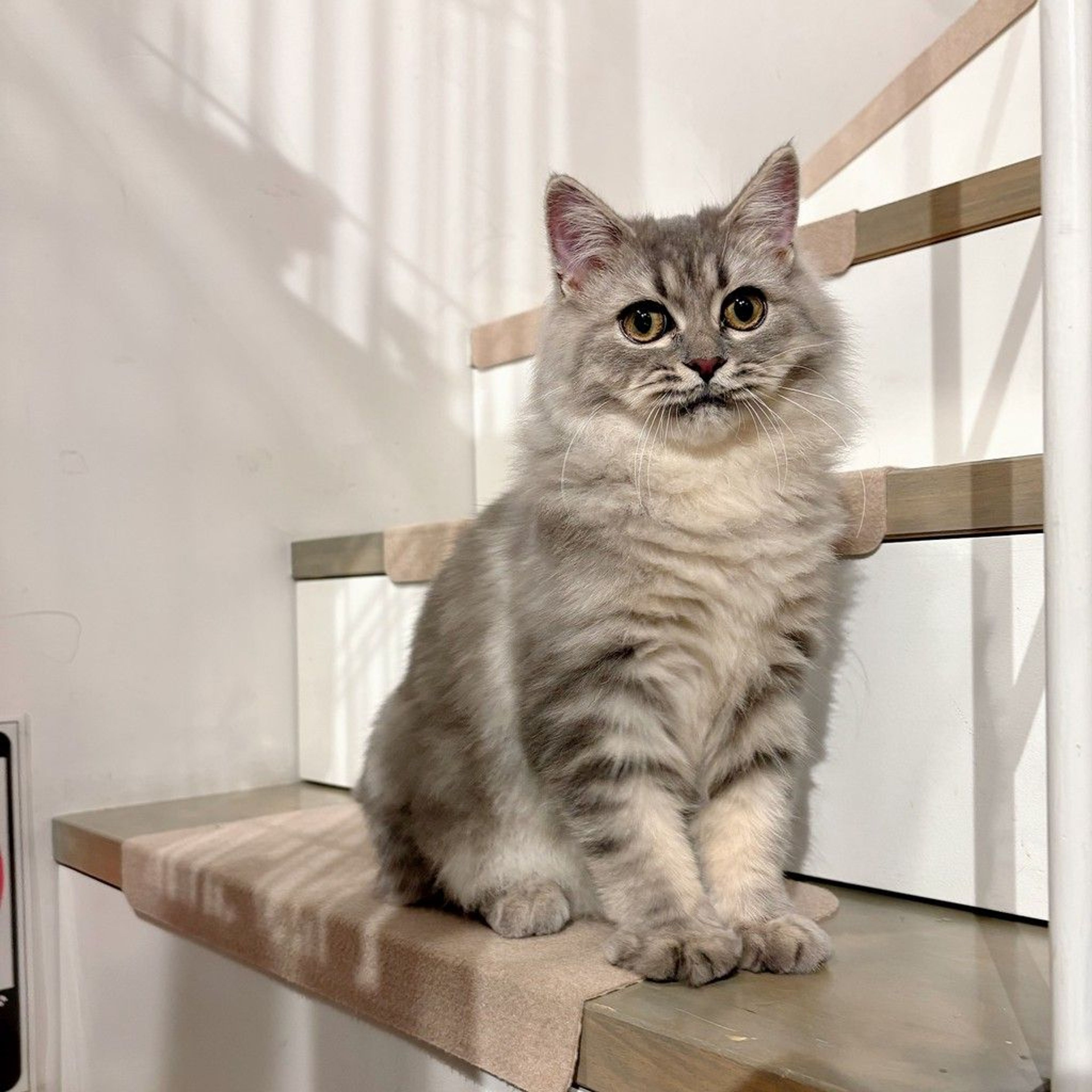 サイベリアン・オスの里親募集の写真