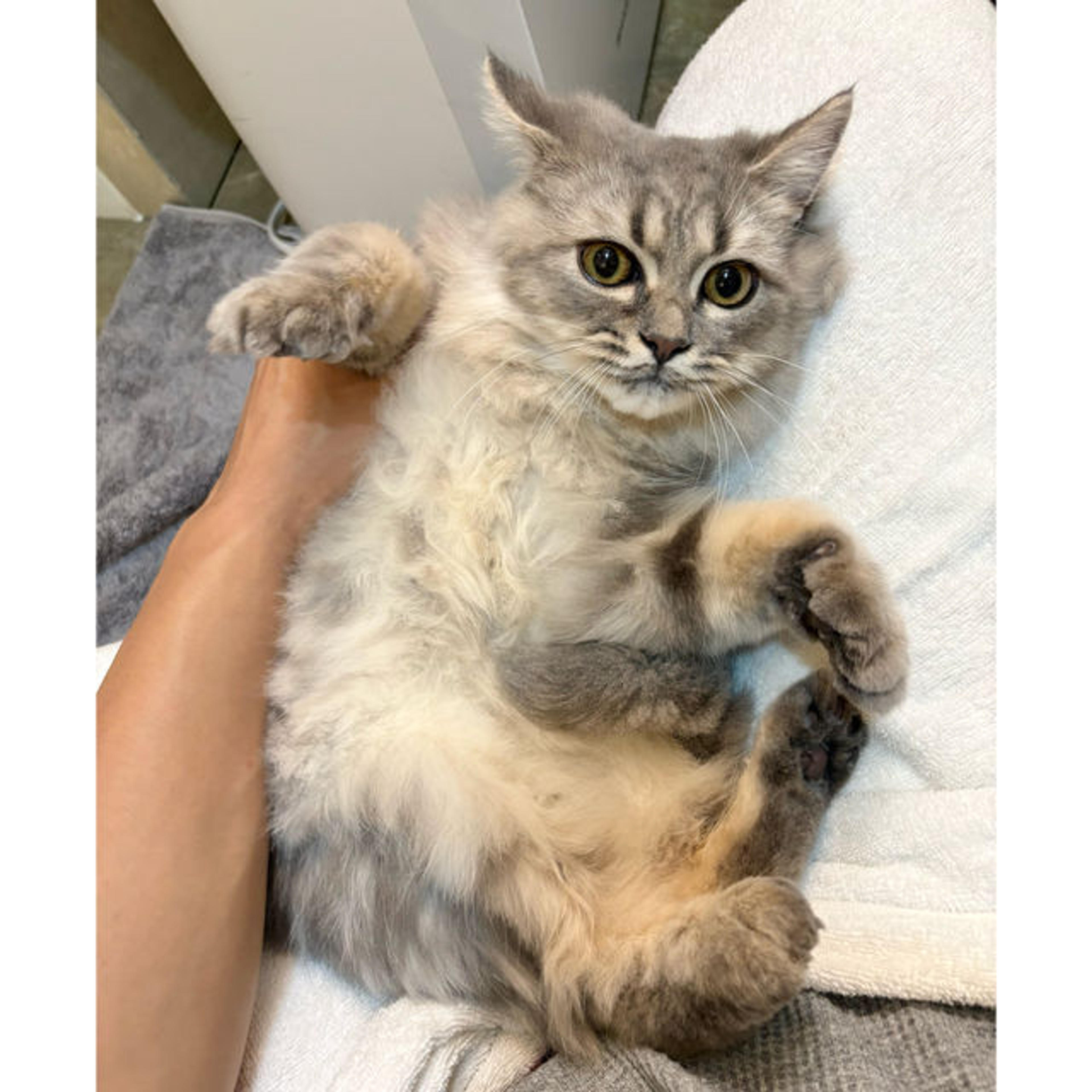 pet-image-2