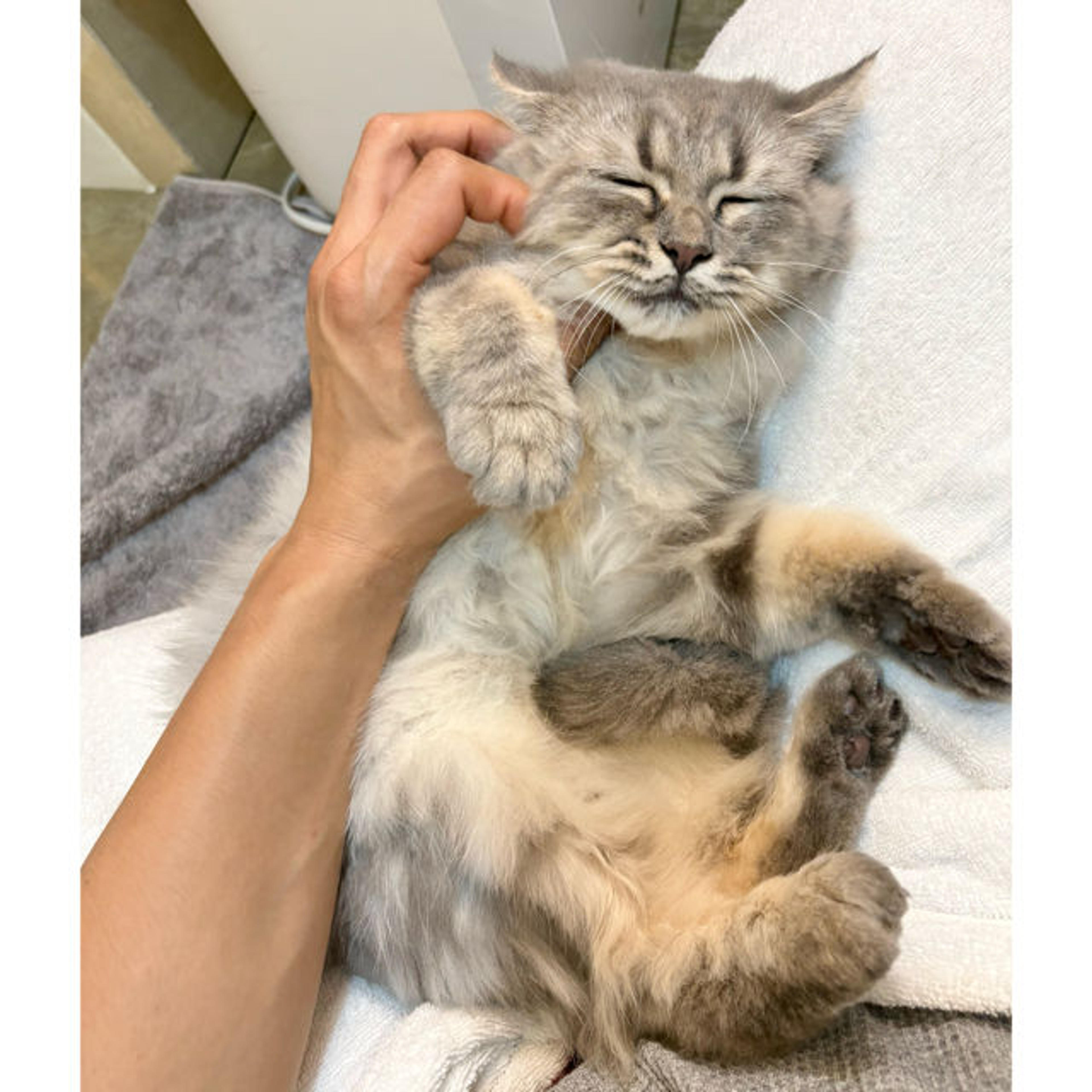 pet-image-3