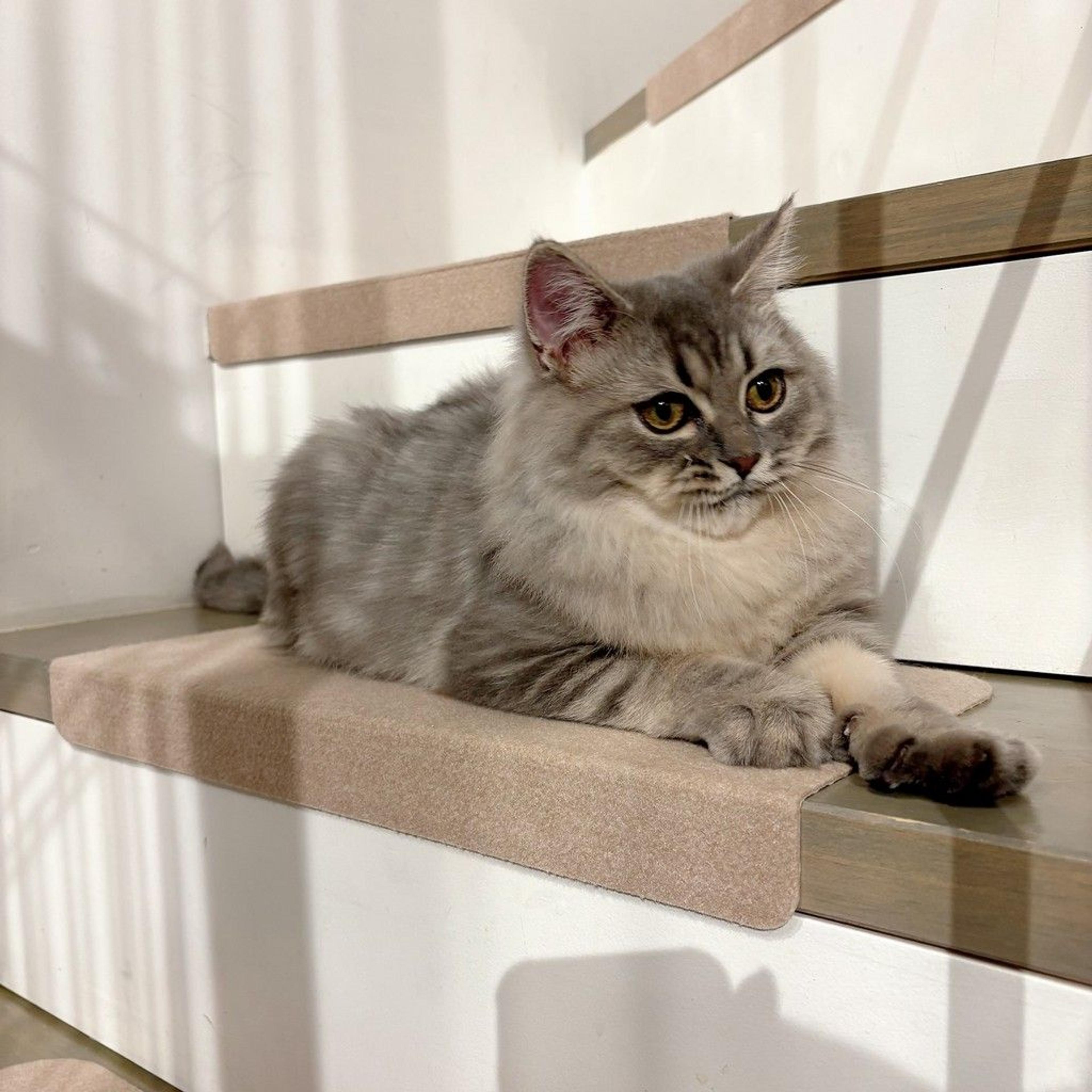 pet-image-4