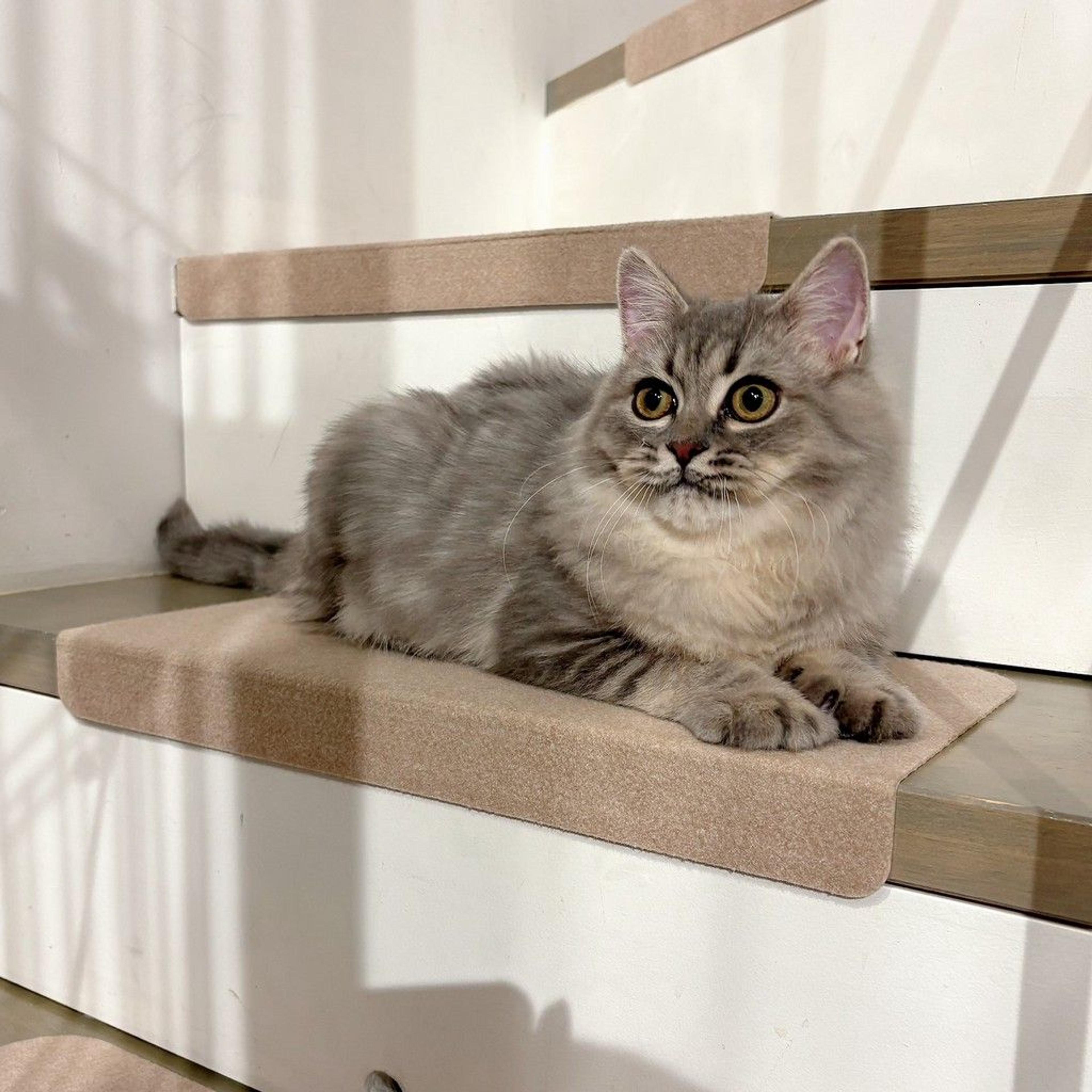 pet-image-6