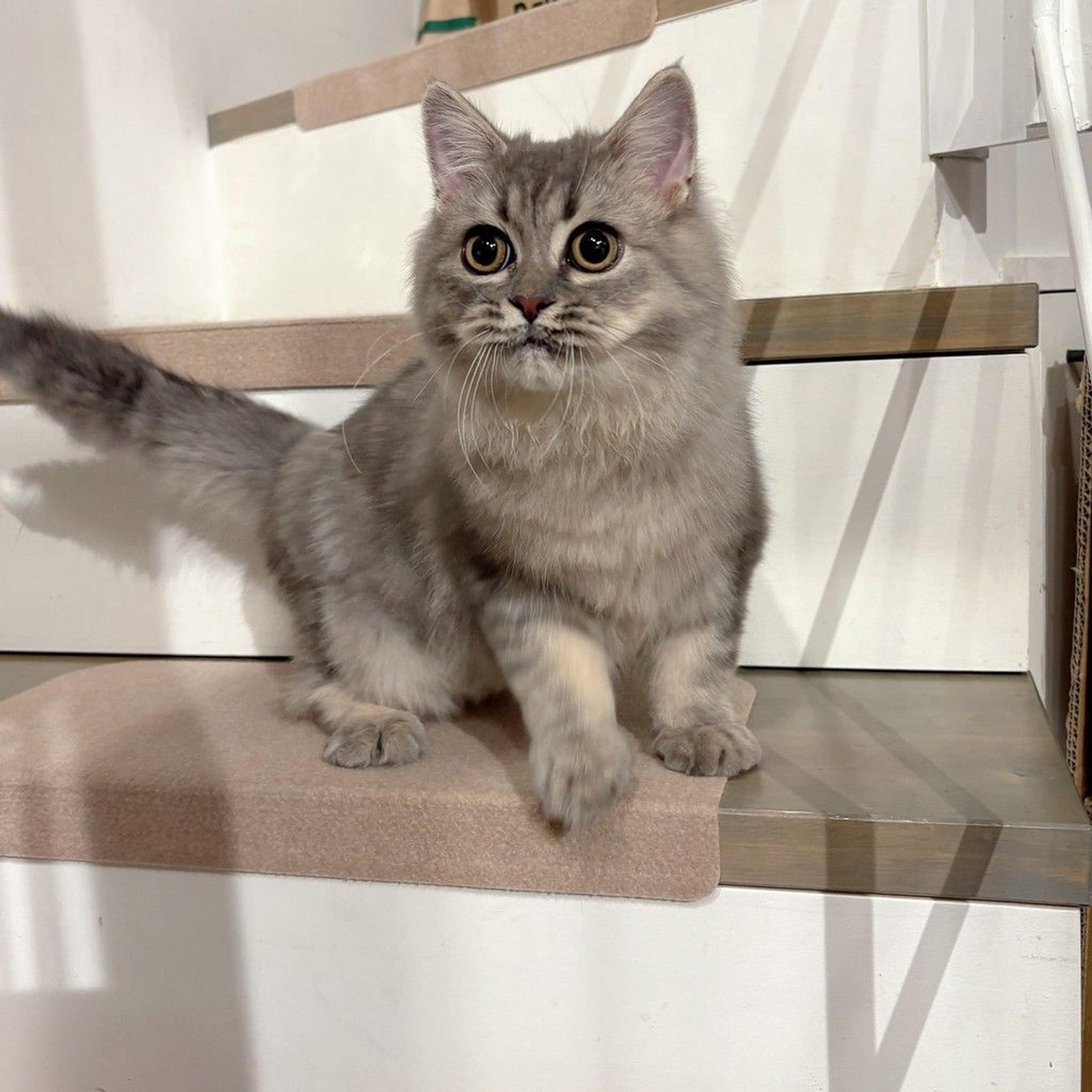 pet-image-8