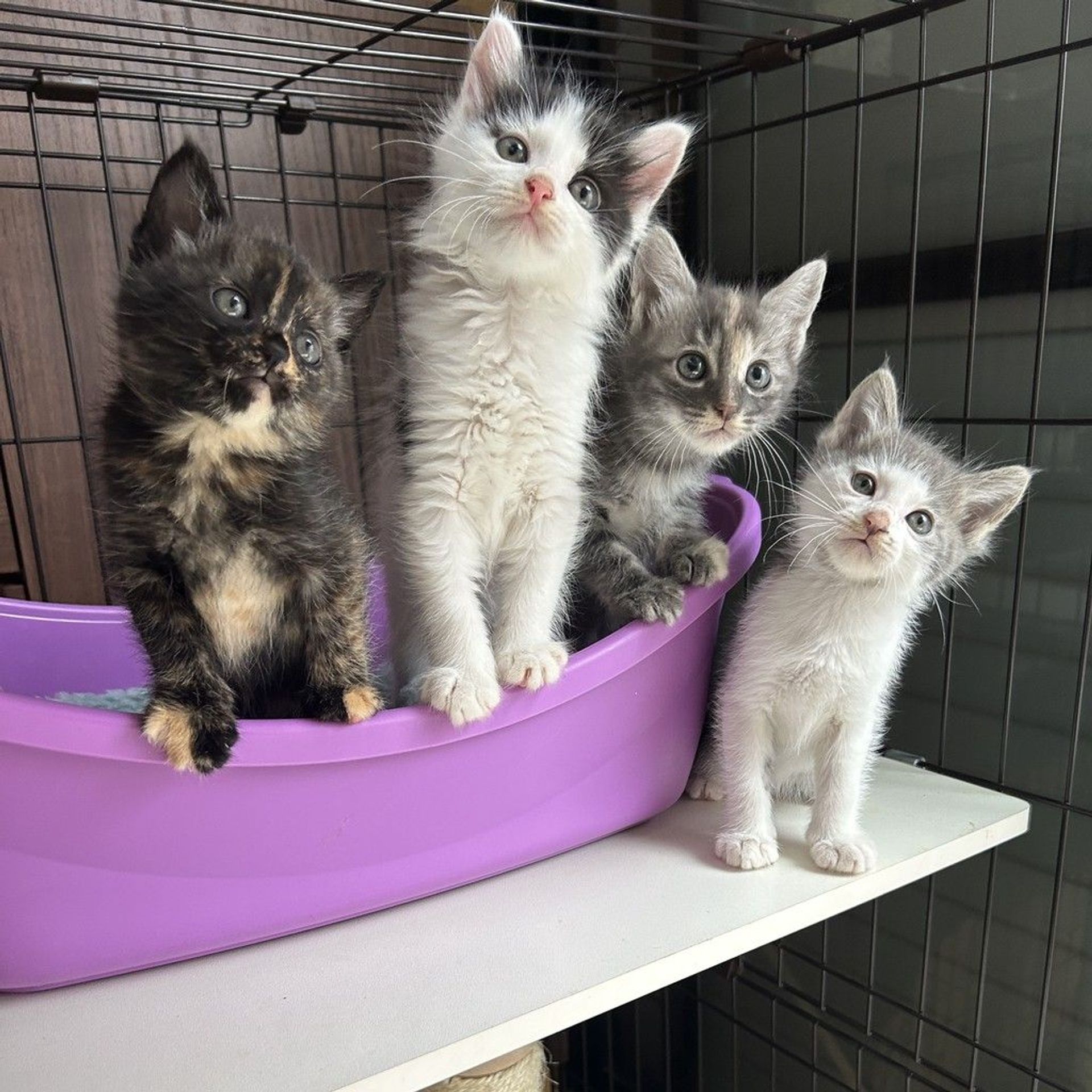 雑種（ミックス猫）・オスの里親募集の写真
